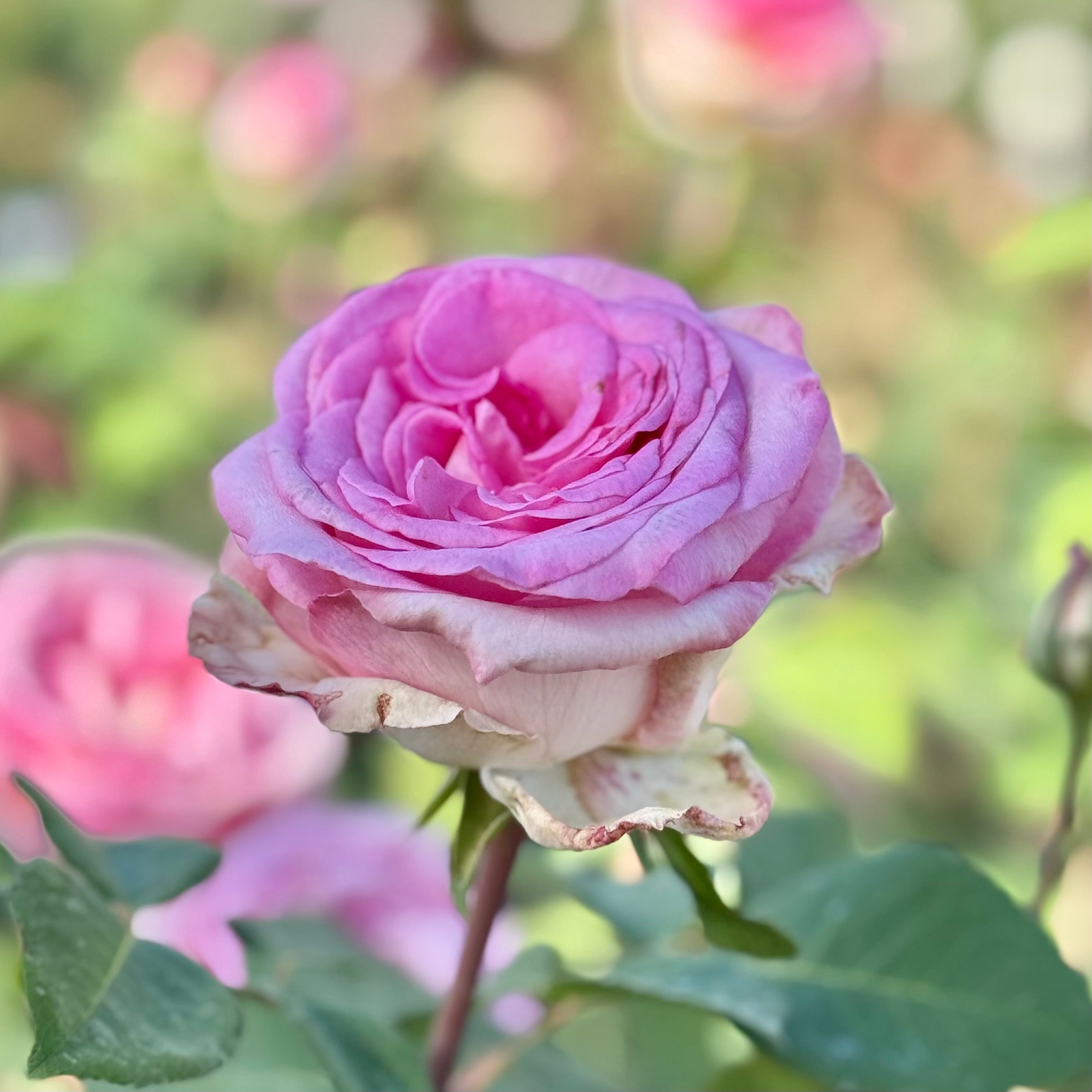 Eleganza® Beverly™  Potted Rose Bush
