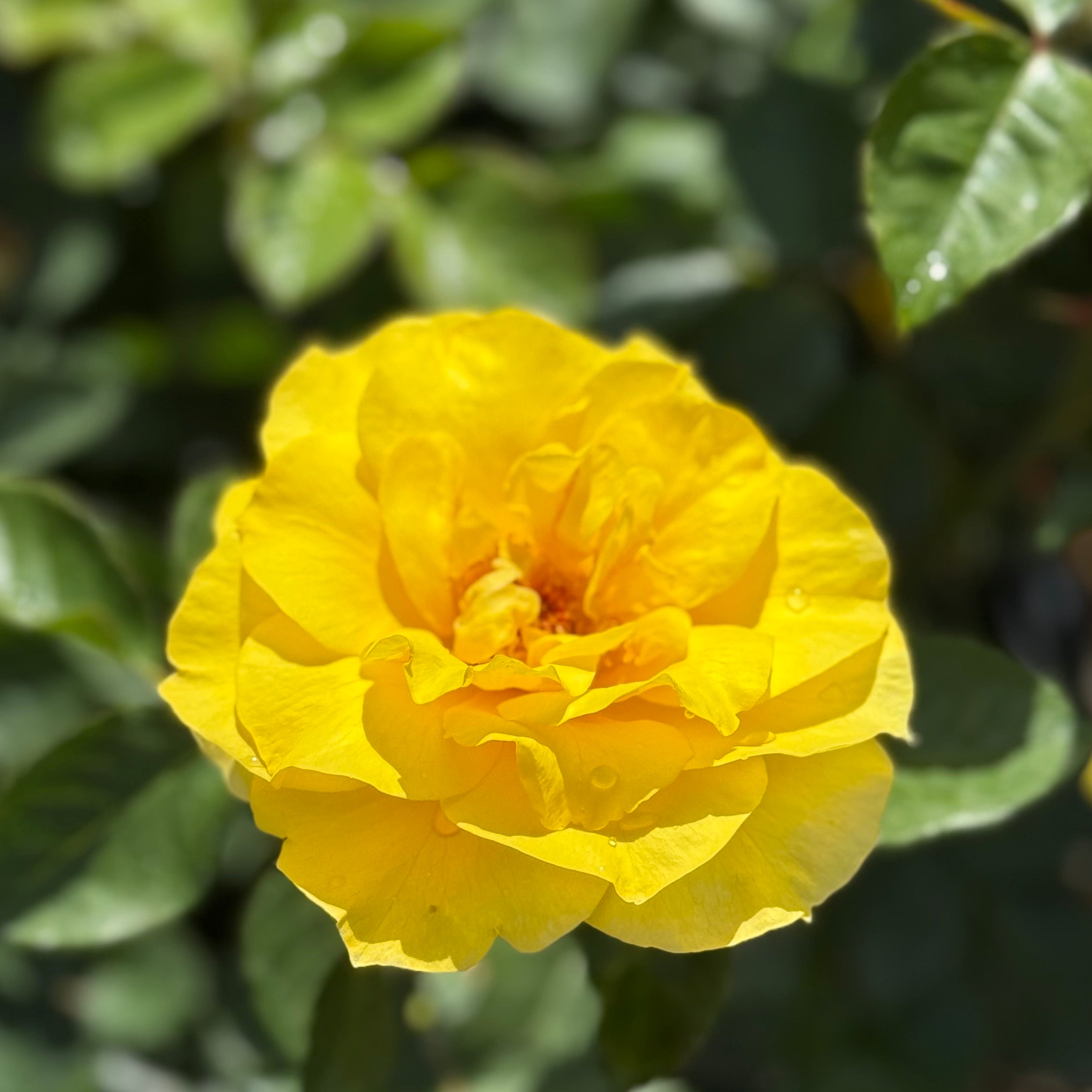Sunsprite™ Potted Tree Rose