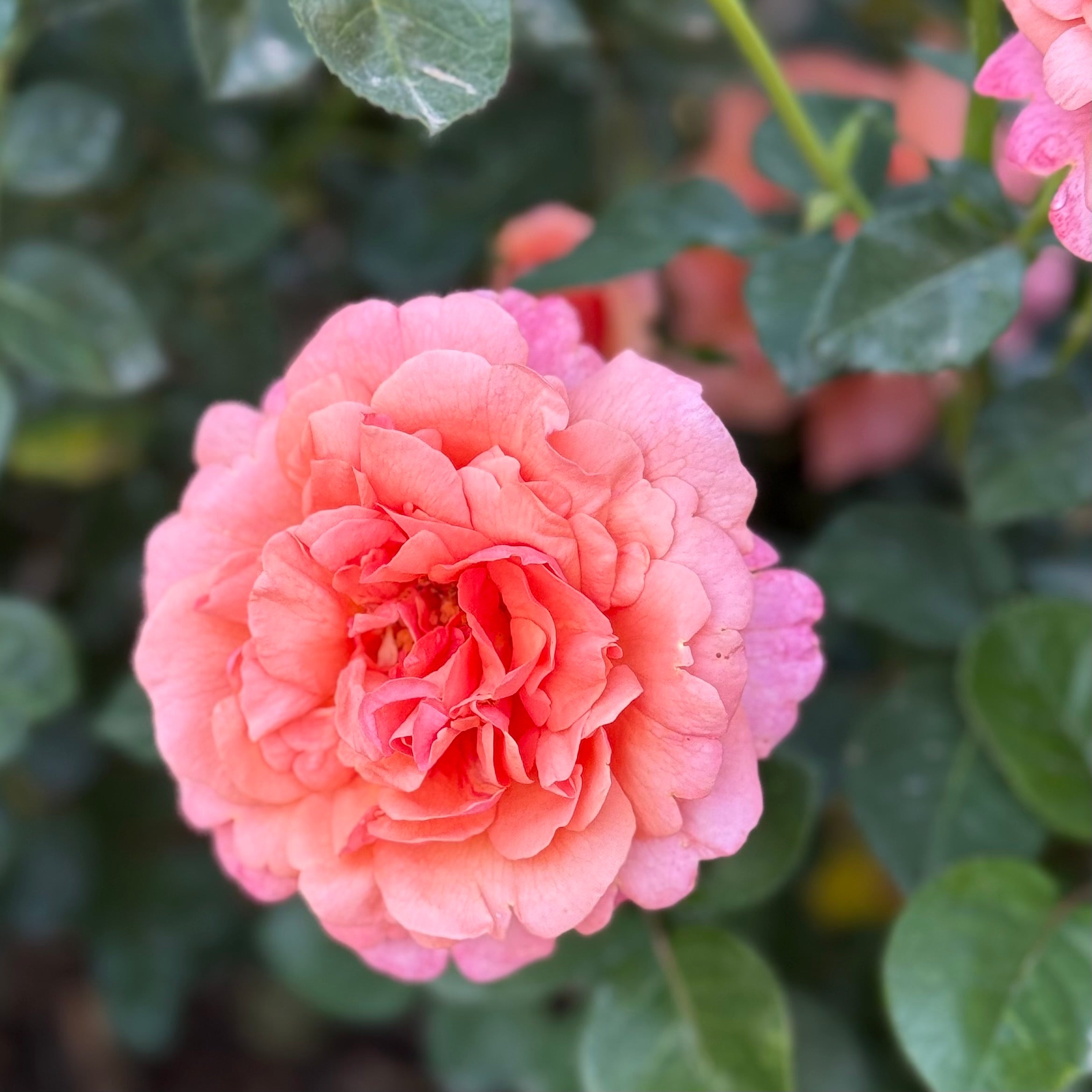 Easy Does It® Potted Tree Rose