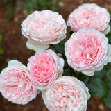 Parfuma® Bliss Rose Bush