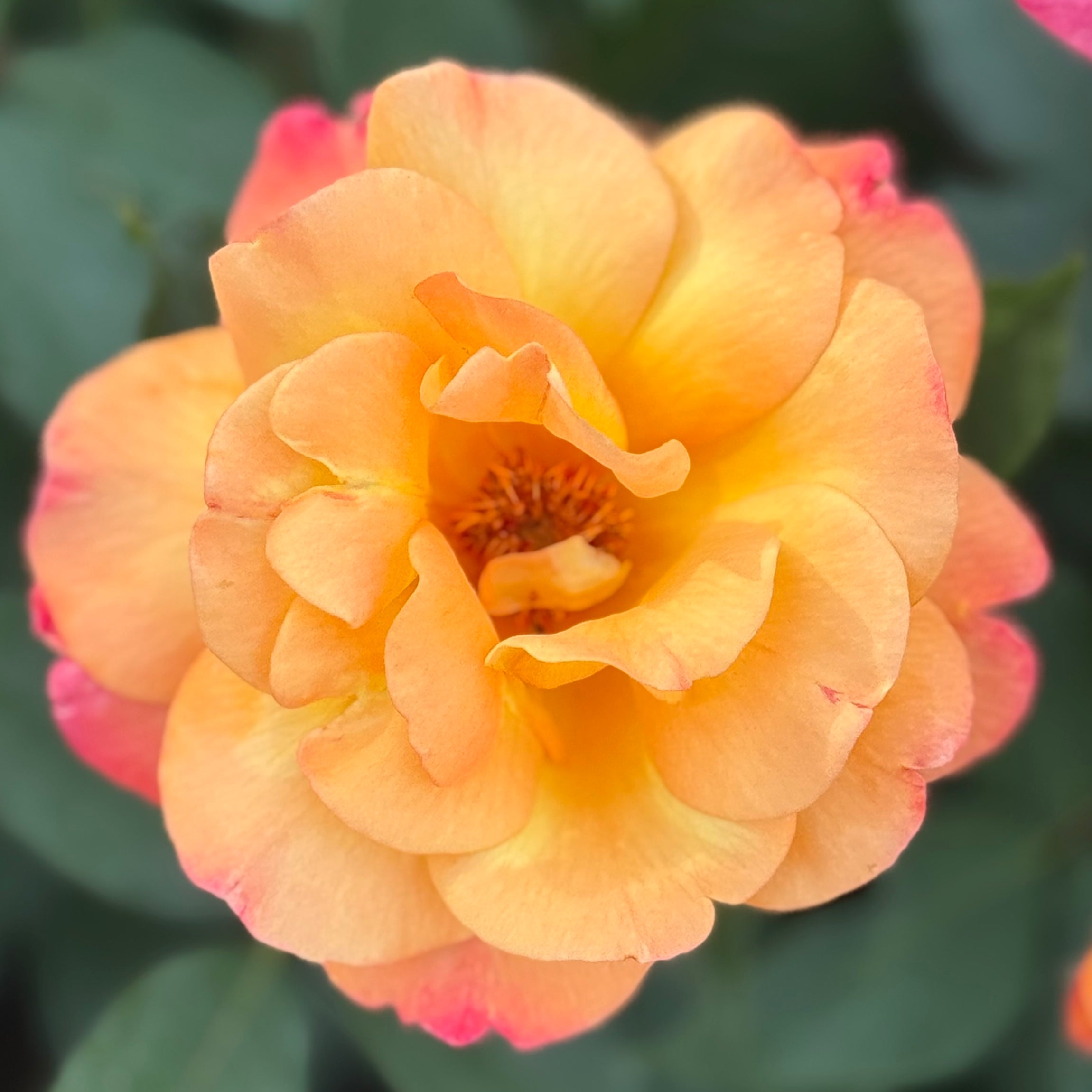 Rio Samba™ Bare Root Tree Rose