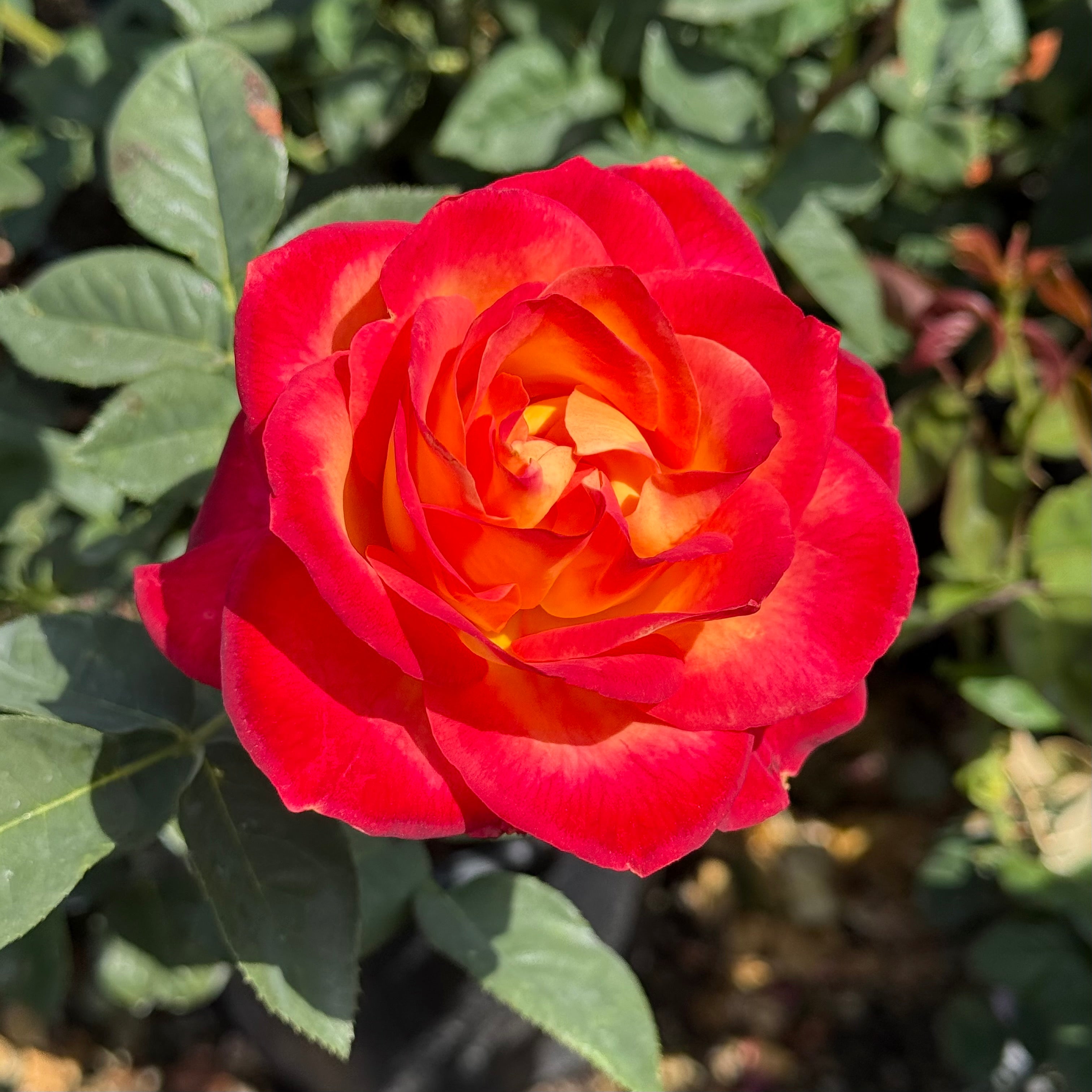 Perfect Moment™ Potted Rose Bush