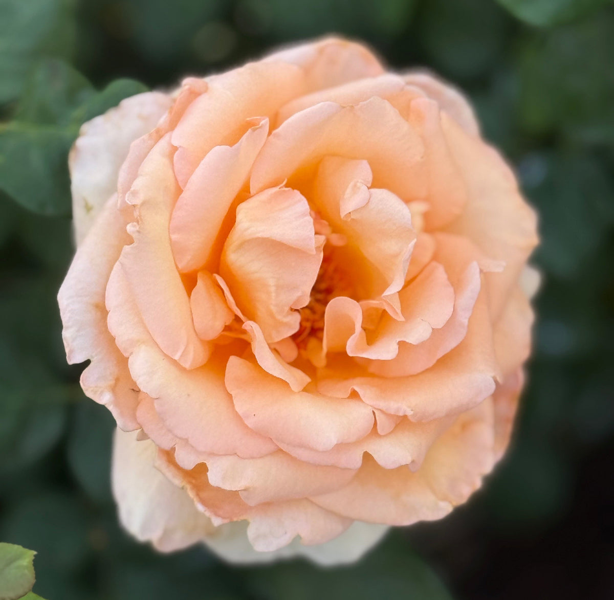 Over The Moon ™ Potted Tree Rose
