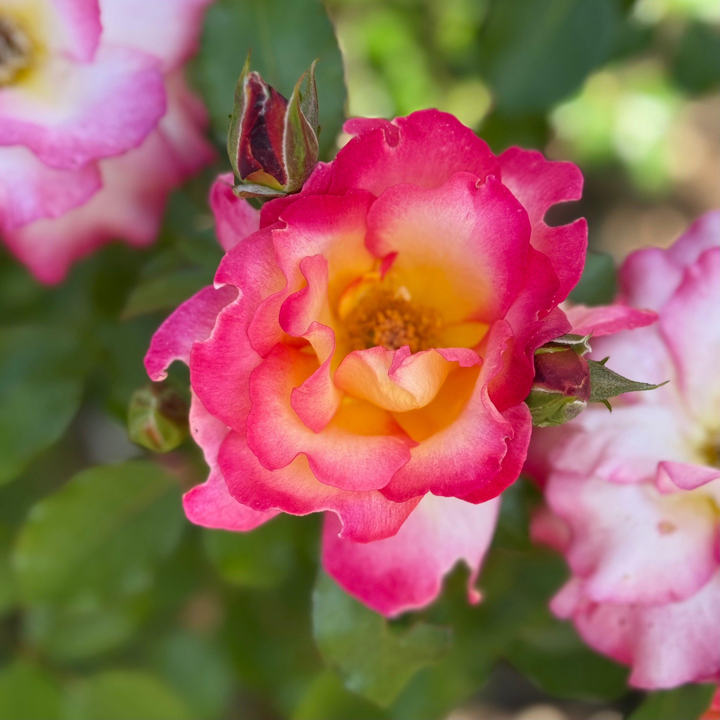 Rainbow Sorbet™  Potted Rose Bush