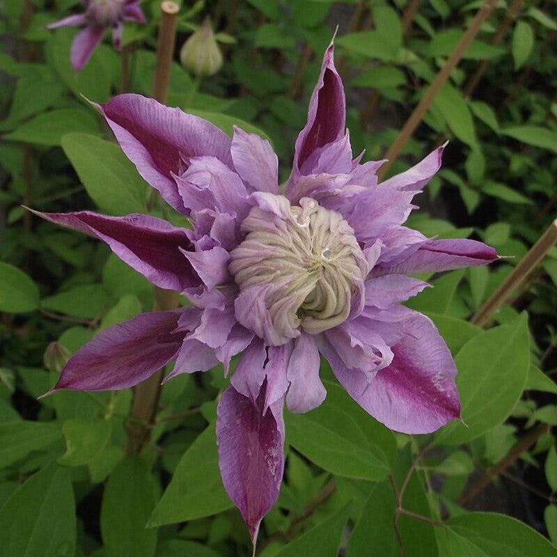 Clematis Raymond Evison® Regal® Josephine™ Potted Clematis Plant