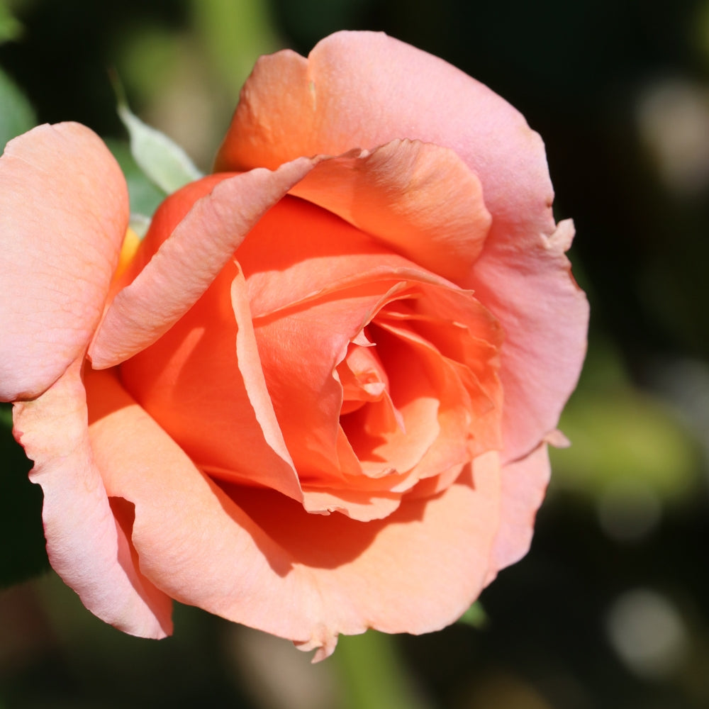 Apricot Candy™ Bare Root Rose Bush