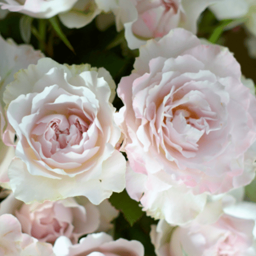 Saphiret Potted Rose Bush