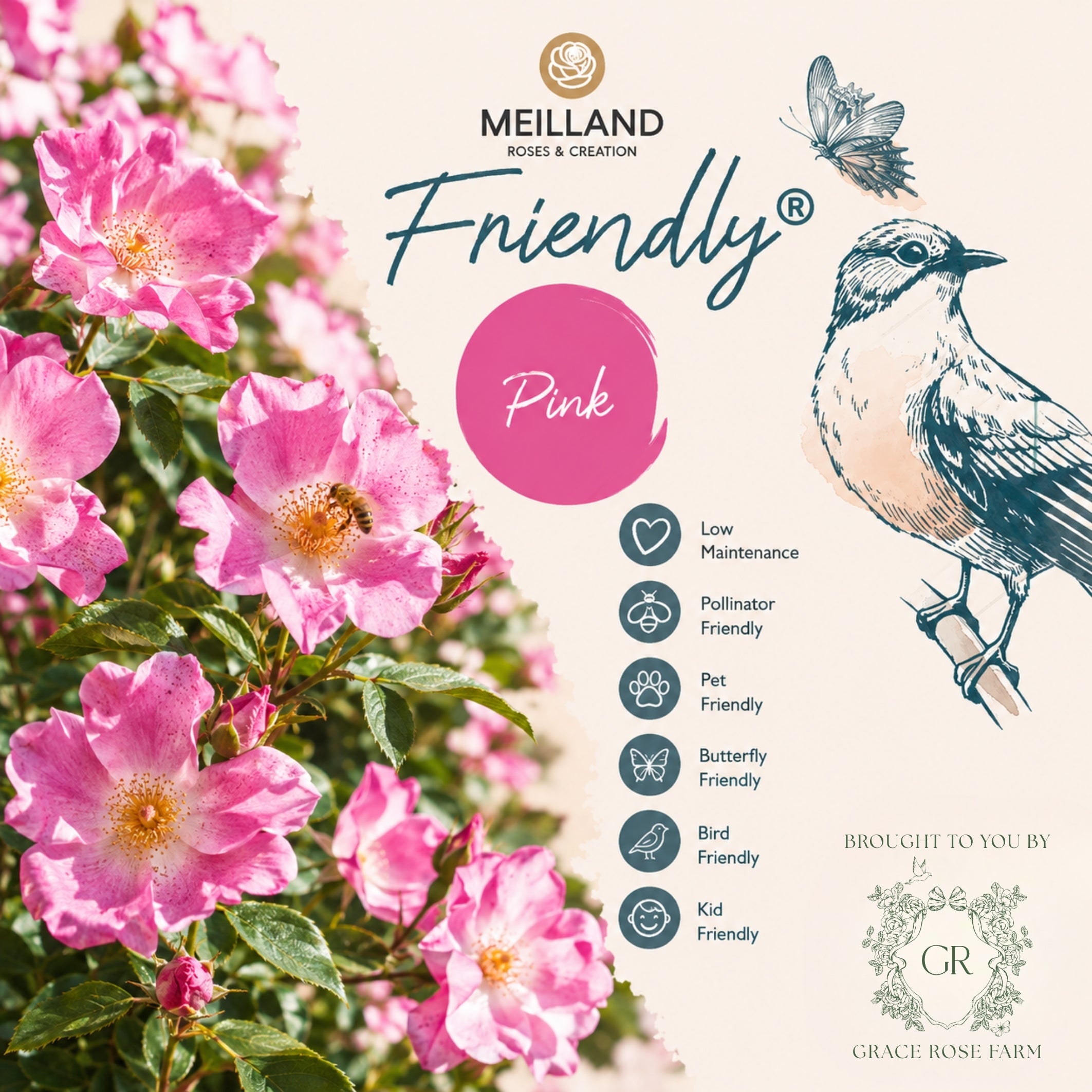 Friendly® Pink Potted Rose Bush