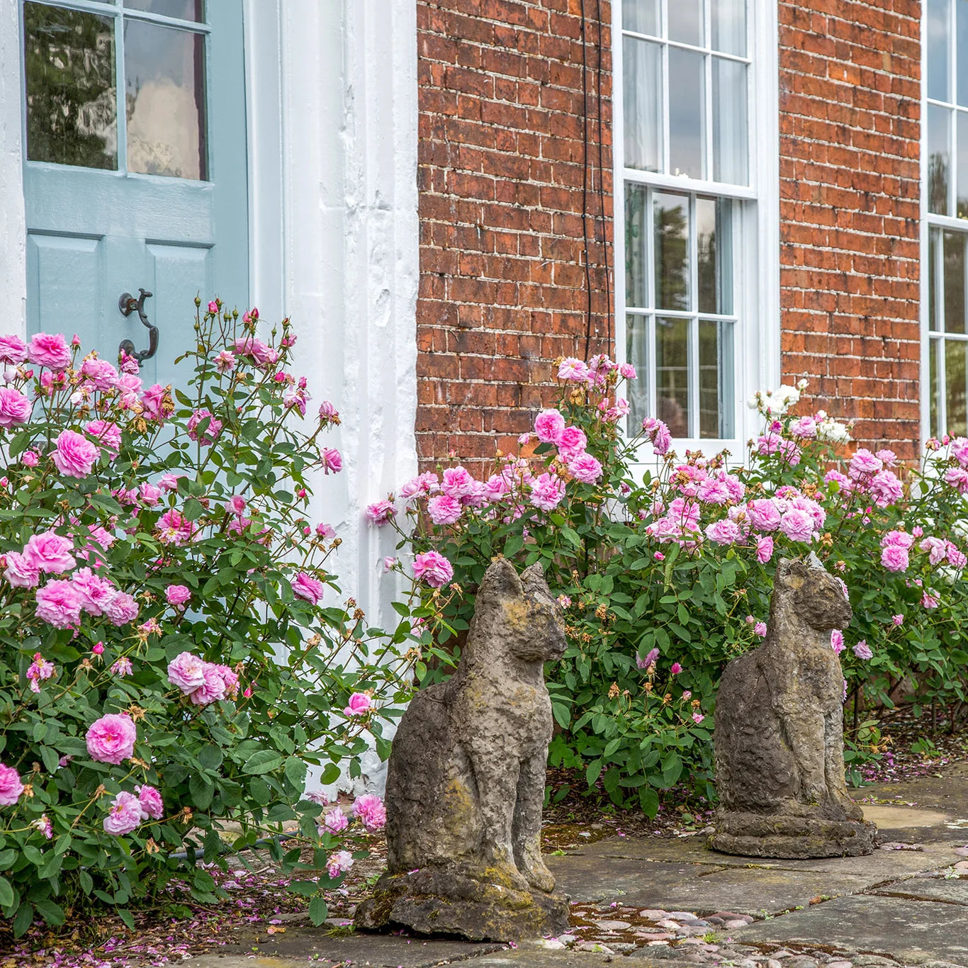 David Austin® The Mayflower® Potted Rose Bush