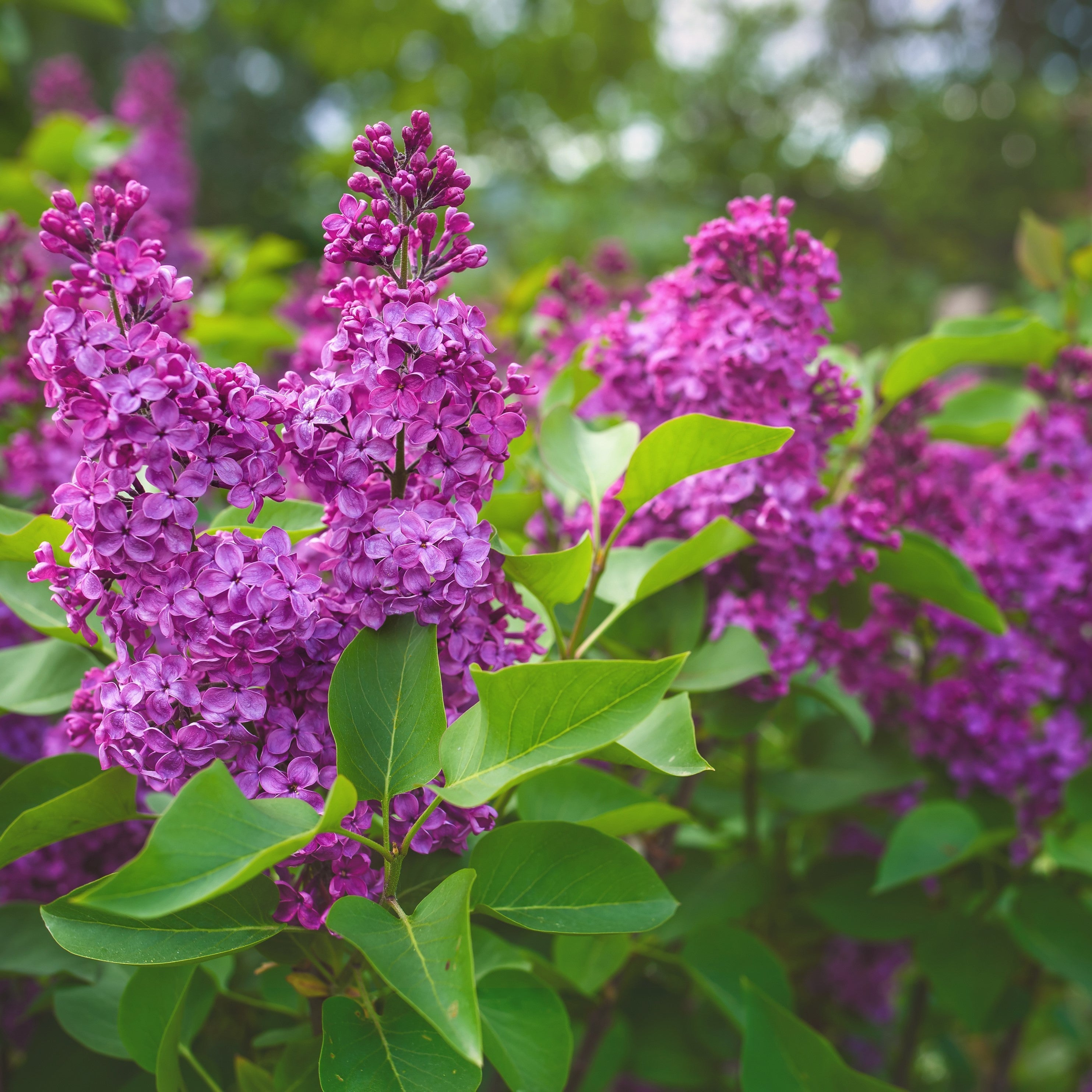 Lilac Yankee Doodle Potted Lilac Bush