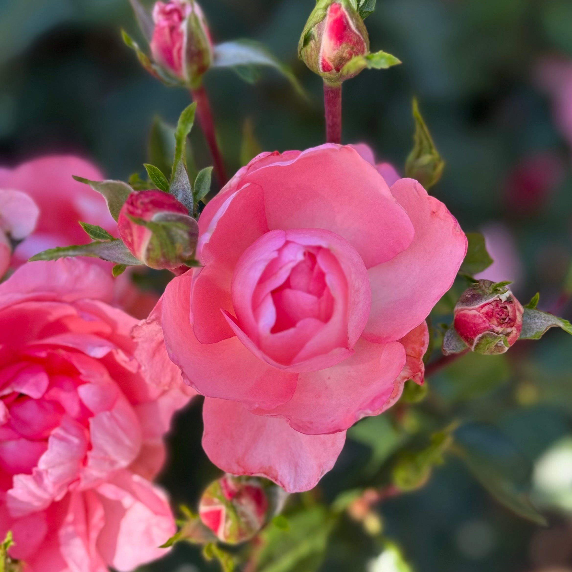 Passionate Kisses® Potted Tree Rose