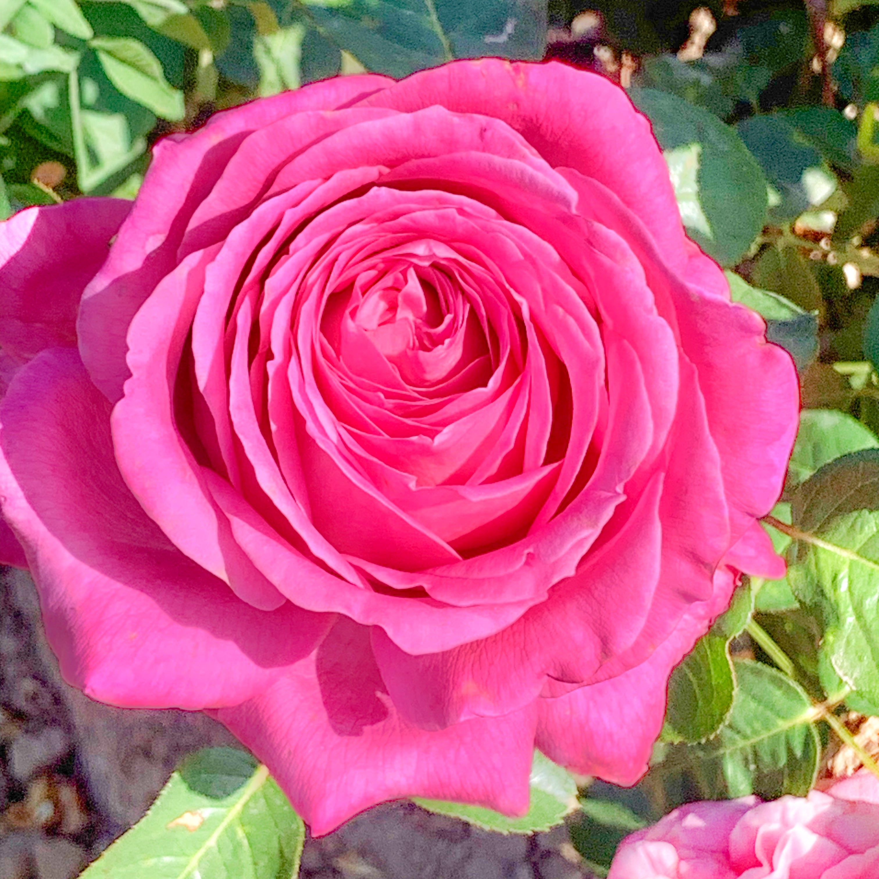 Héloïse-Grace™ Bare Root Rose Bush