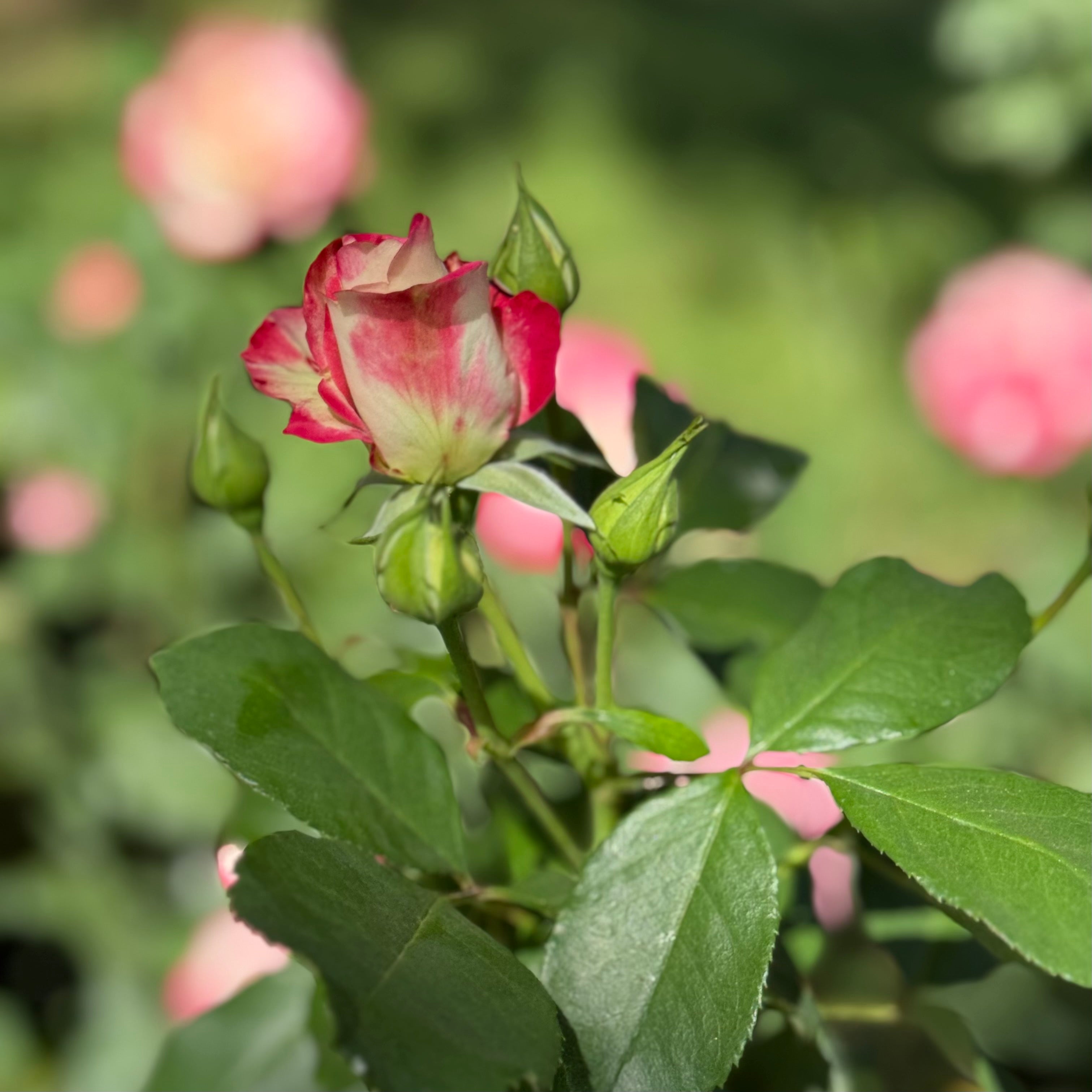 Cherry Parfait™ Potted Tree Rose