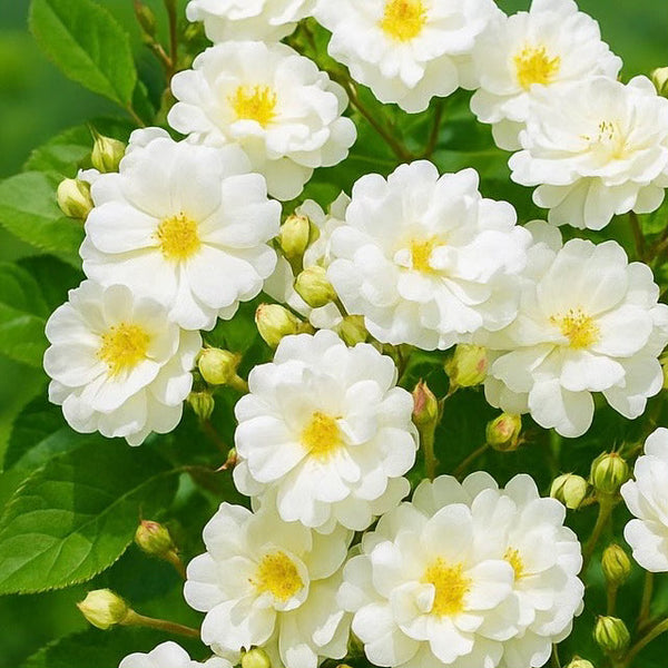 Gourmet Popcorn Potted Rose Bush