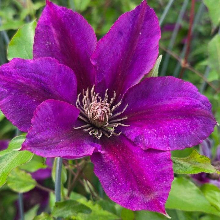Clematis Raymond Evison® Boulevard® Picardy™ Potted Clematis Plant