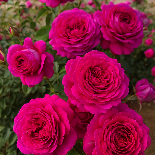 Light Years Away Bare Root Rose Bush