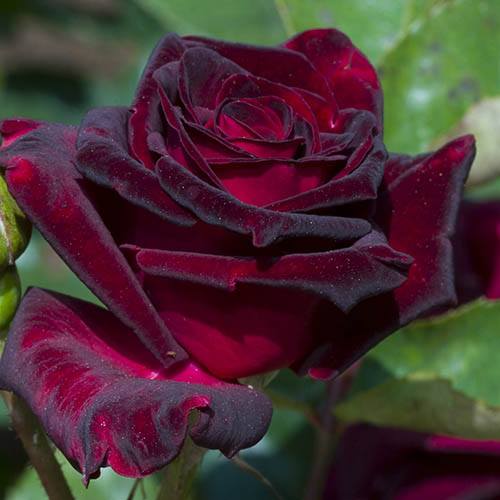 Black Baccara® Rose Bush