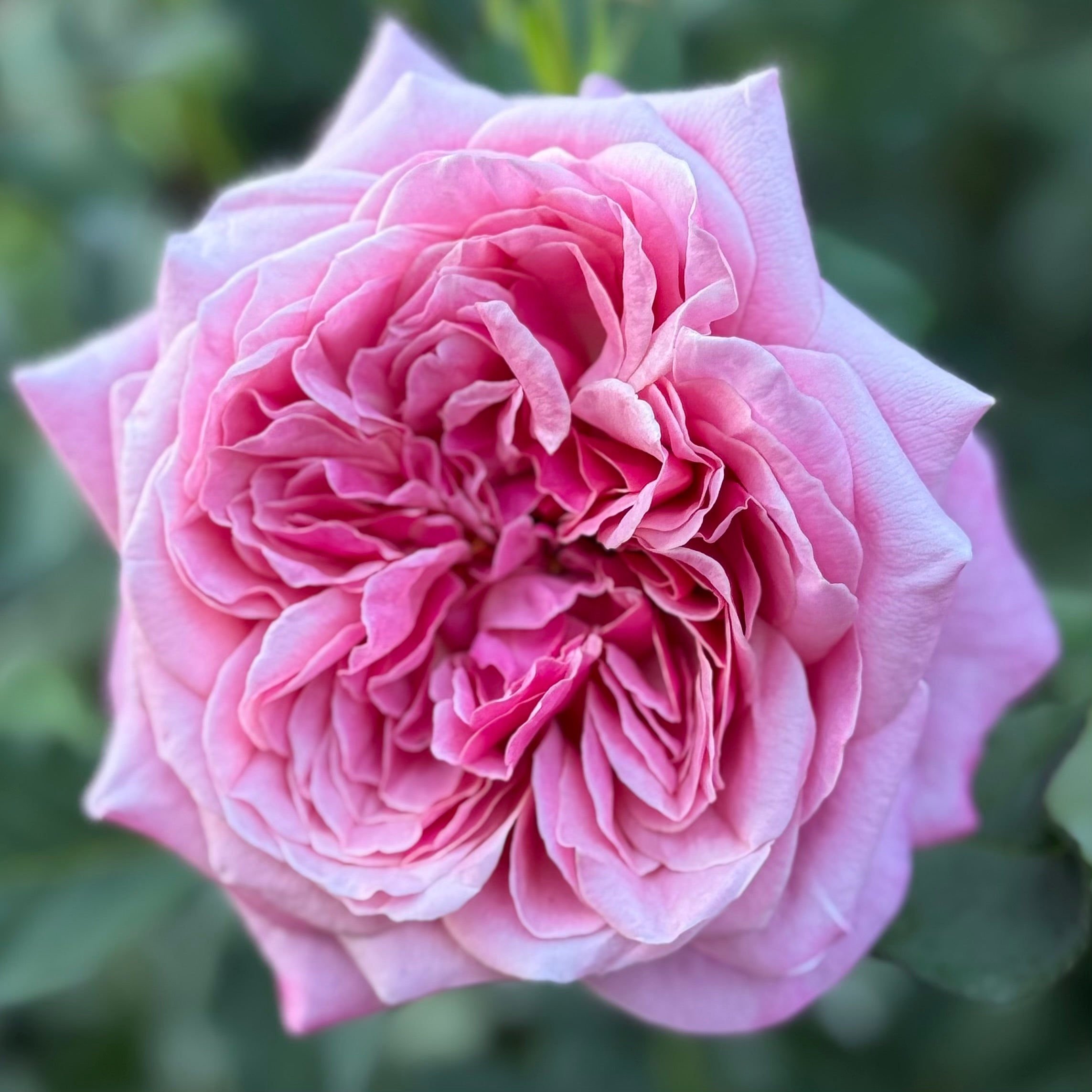 Queen Of Elegance™ Potted Tree Rose
