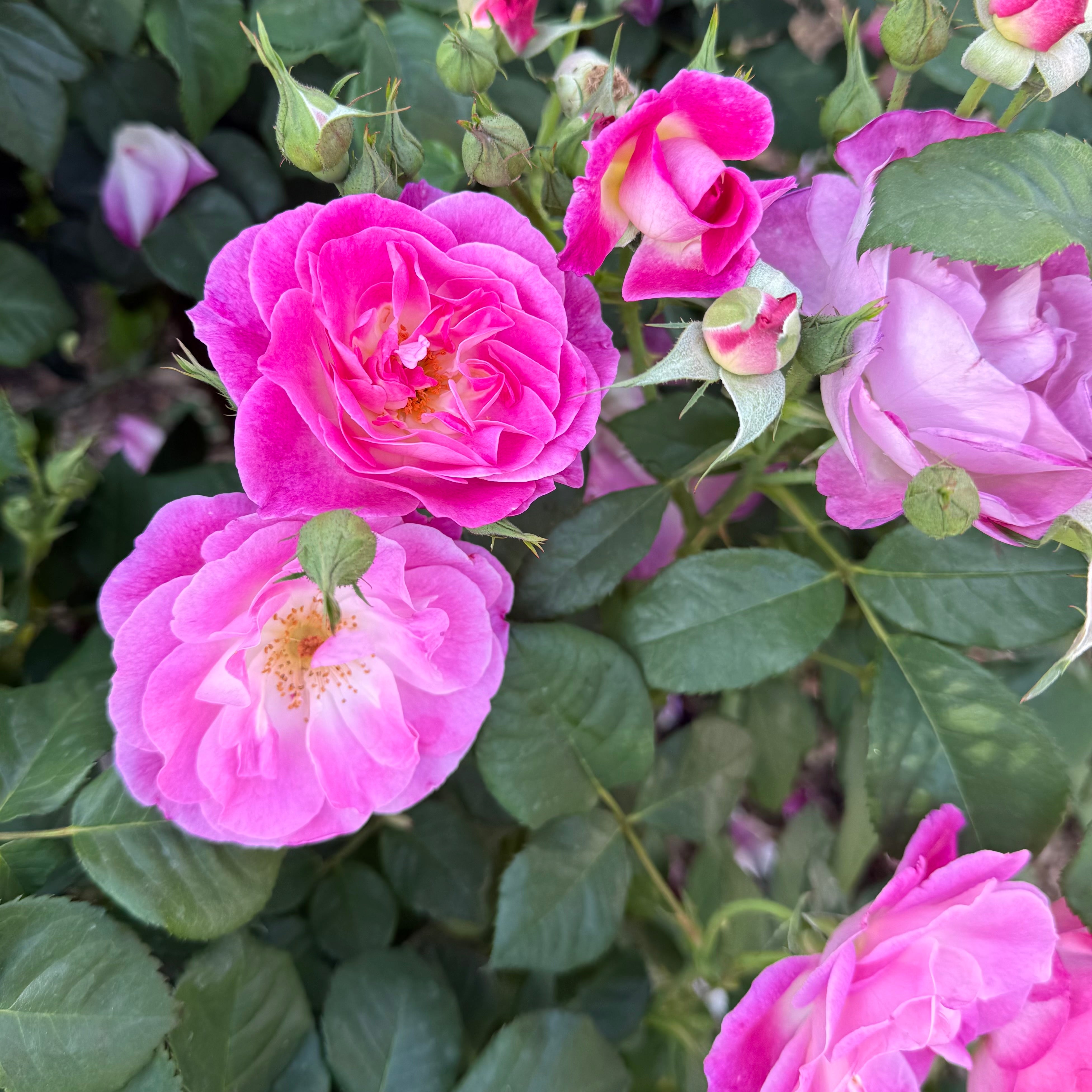 Easy to Please® Potted Tree Rose