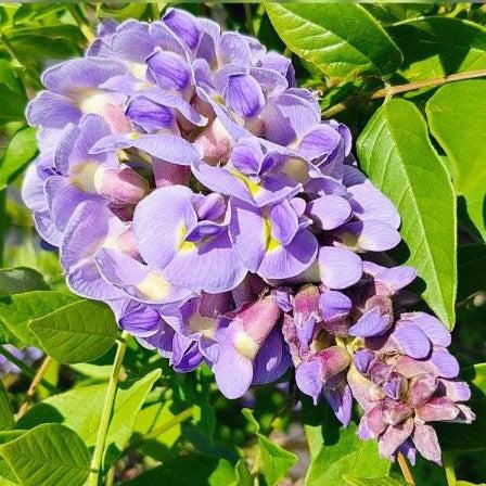 Wisteria 'Amethyst Falls' Potted Wisteria Plant