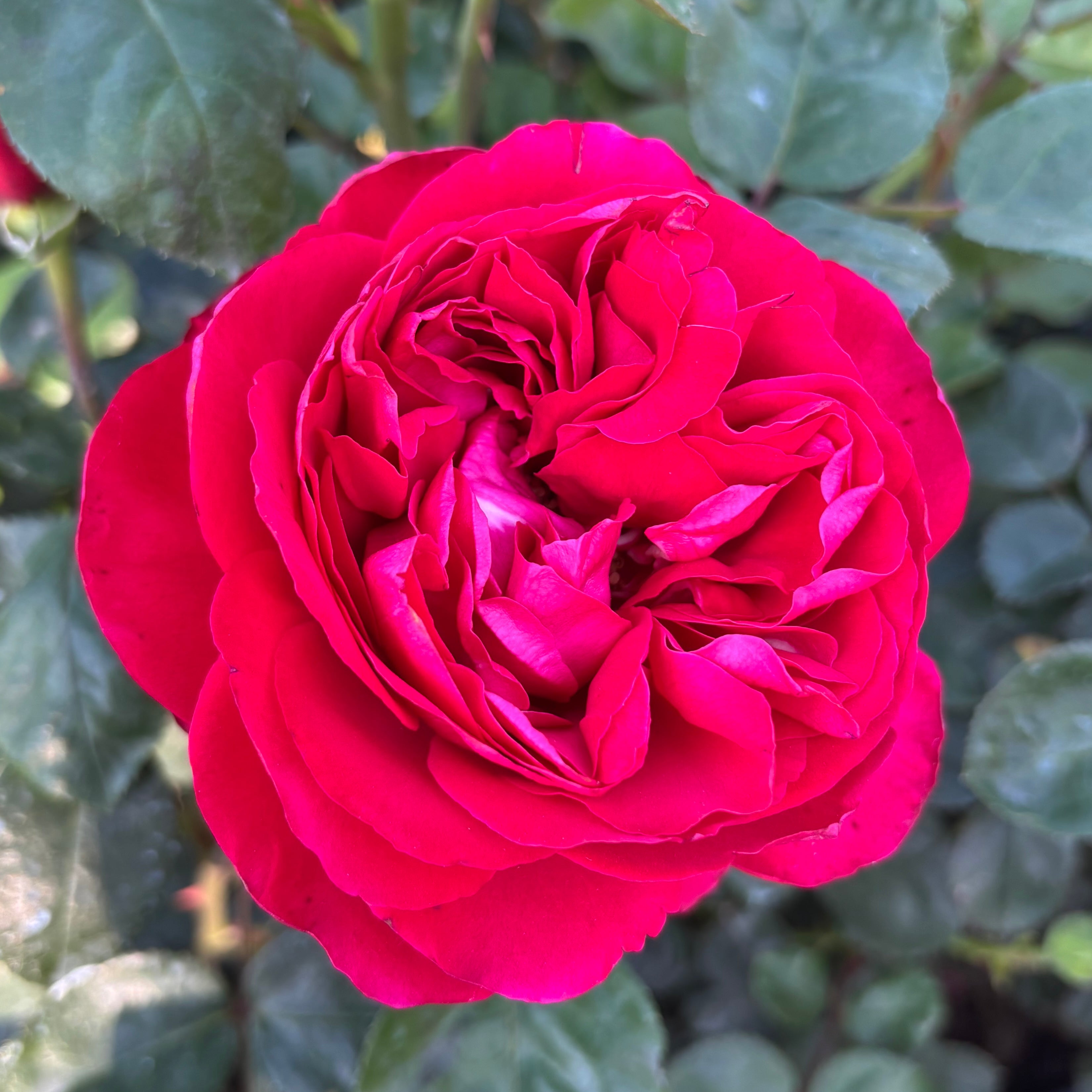 Tiamo™ Potted Rose Bush