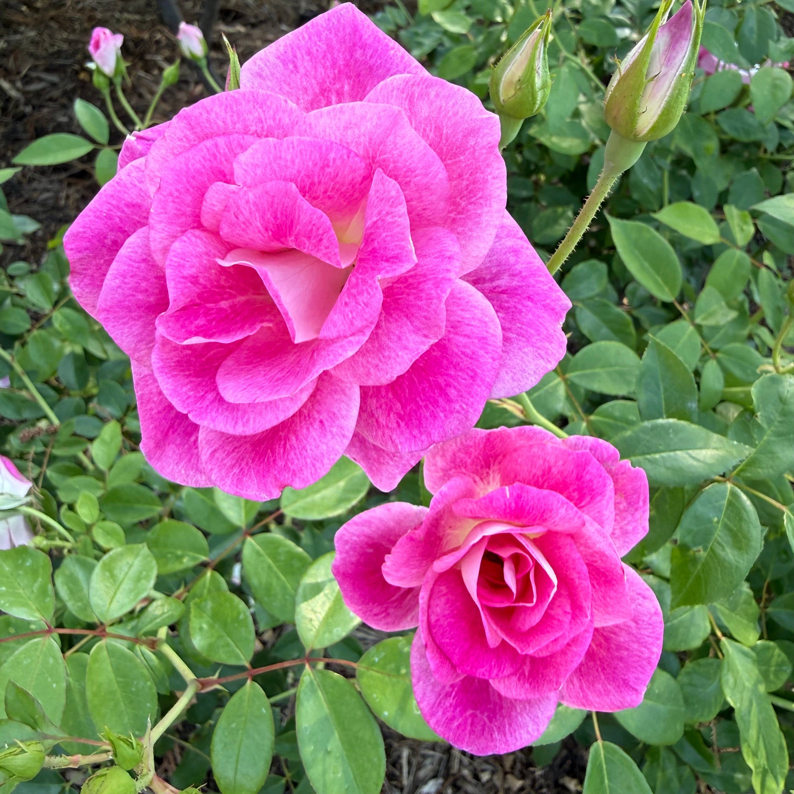 Brilliant Pink Iceberg® Potted Tree Rose