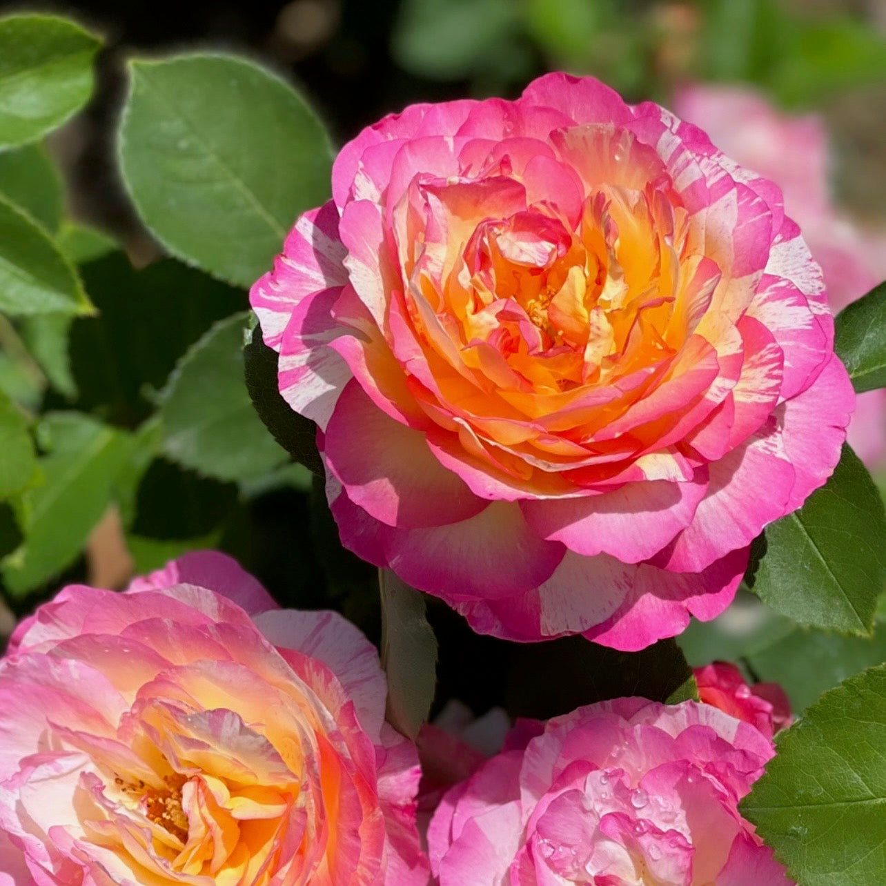 Marc Chagall™ Bare Root Rose Bush