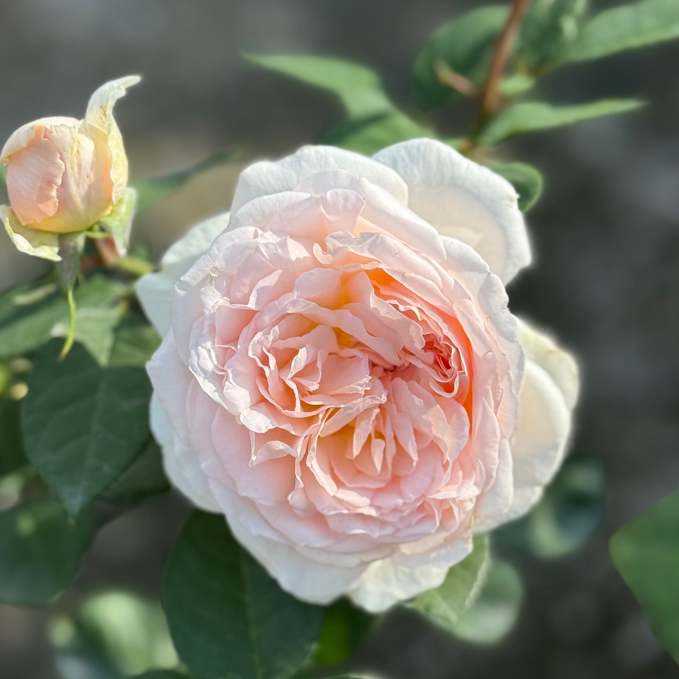 Parfuma® Bliss Potted Rose Bush