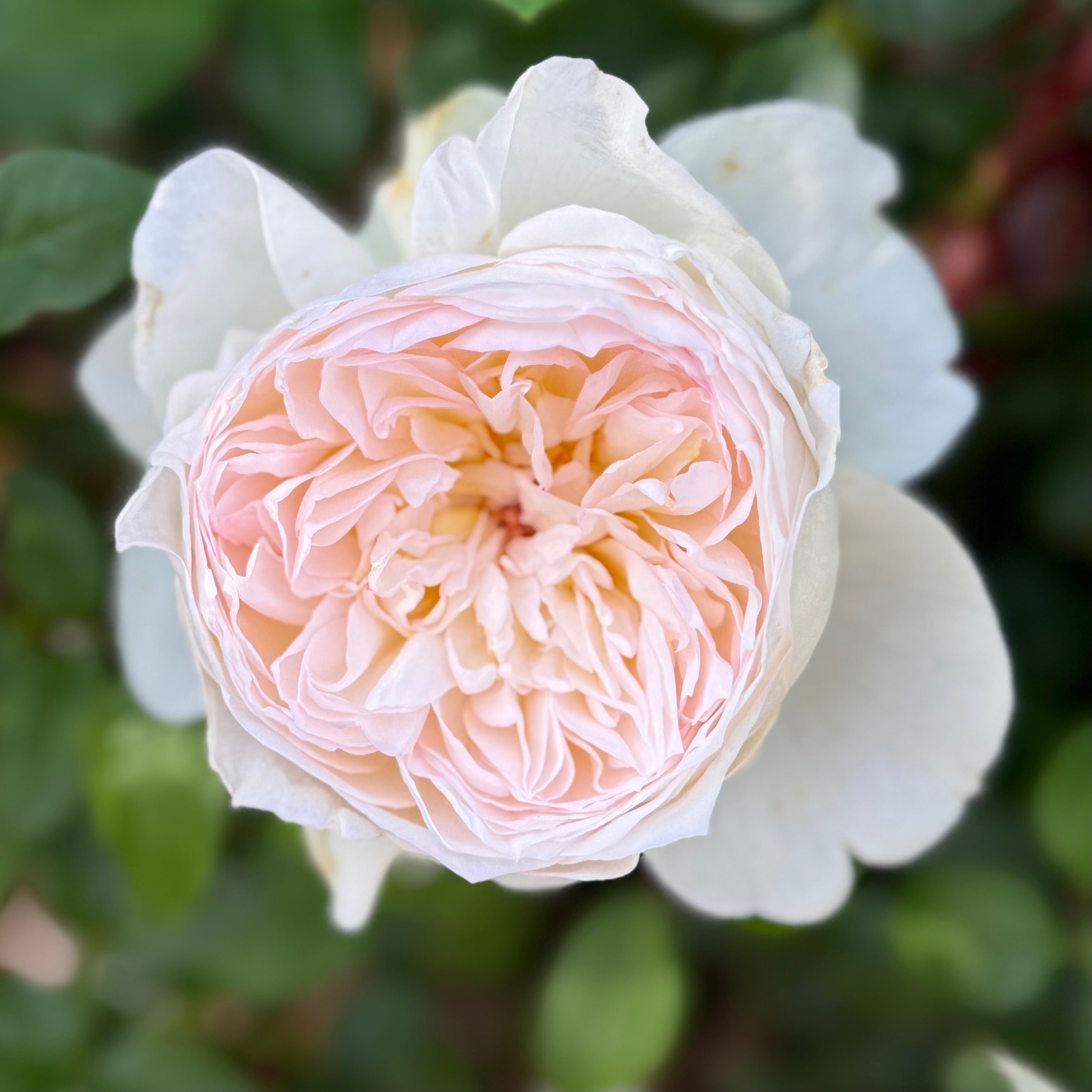 Bolero™ Bare Root Rose Bush