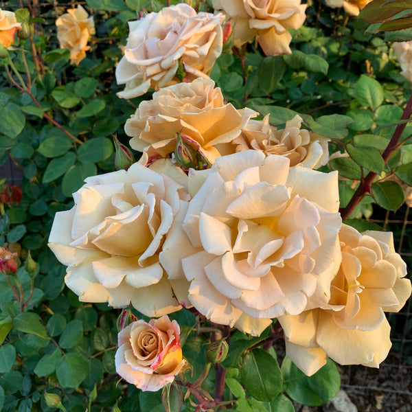 Butterscotch Climbing Potted Rose