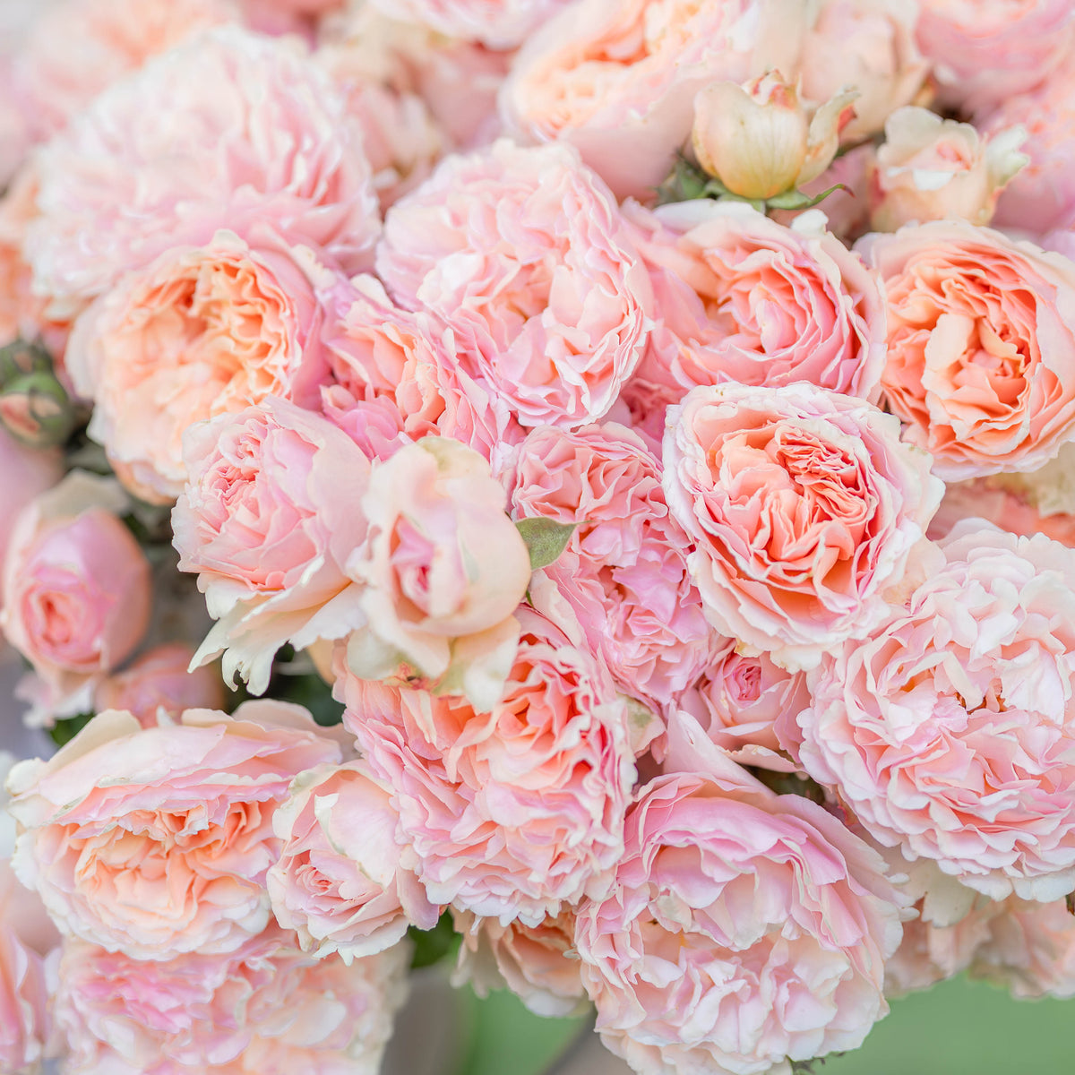 Gracie's Gem Box MORGANITE - Designer 3 Pack - Princesse Charlene de Monaco™ & Sitting Pretty™ & Eleganza® Beverly™ Potted Rose Bushes