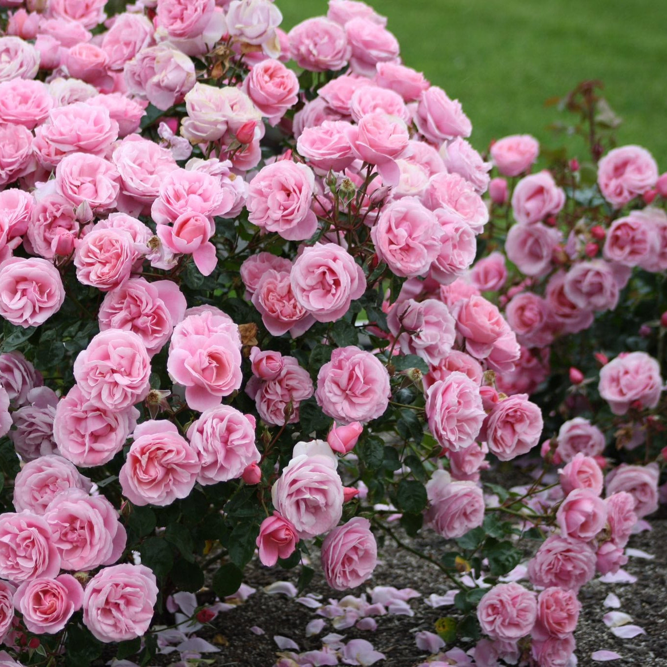 William P.J. McCarthy Bare Root Rose Bush