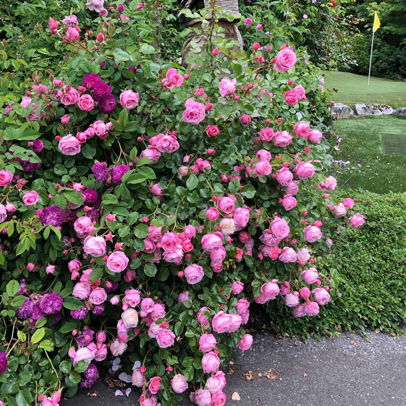William P.J. McCarthy Bare Root Rose Bush
