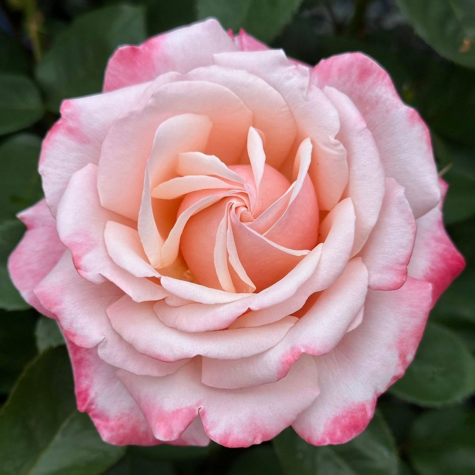 Anne Marie Bare Root Rose Bush