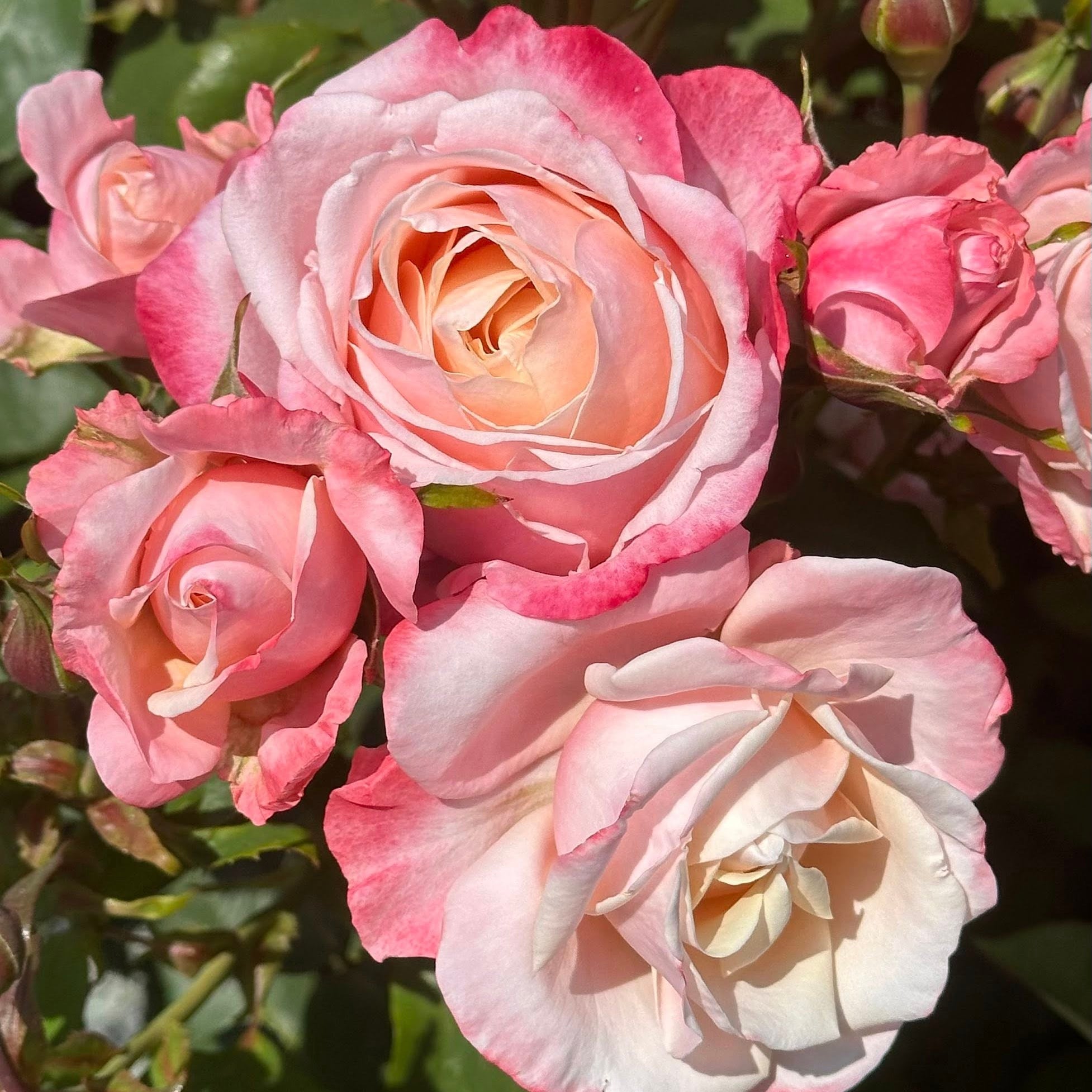 Anne Marie Bare Root Rose Bush