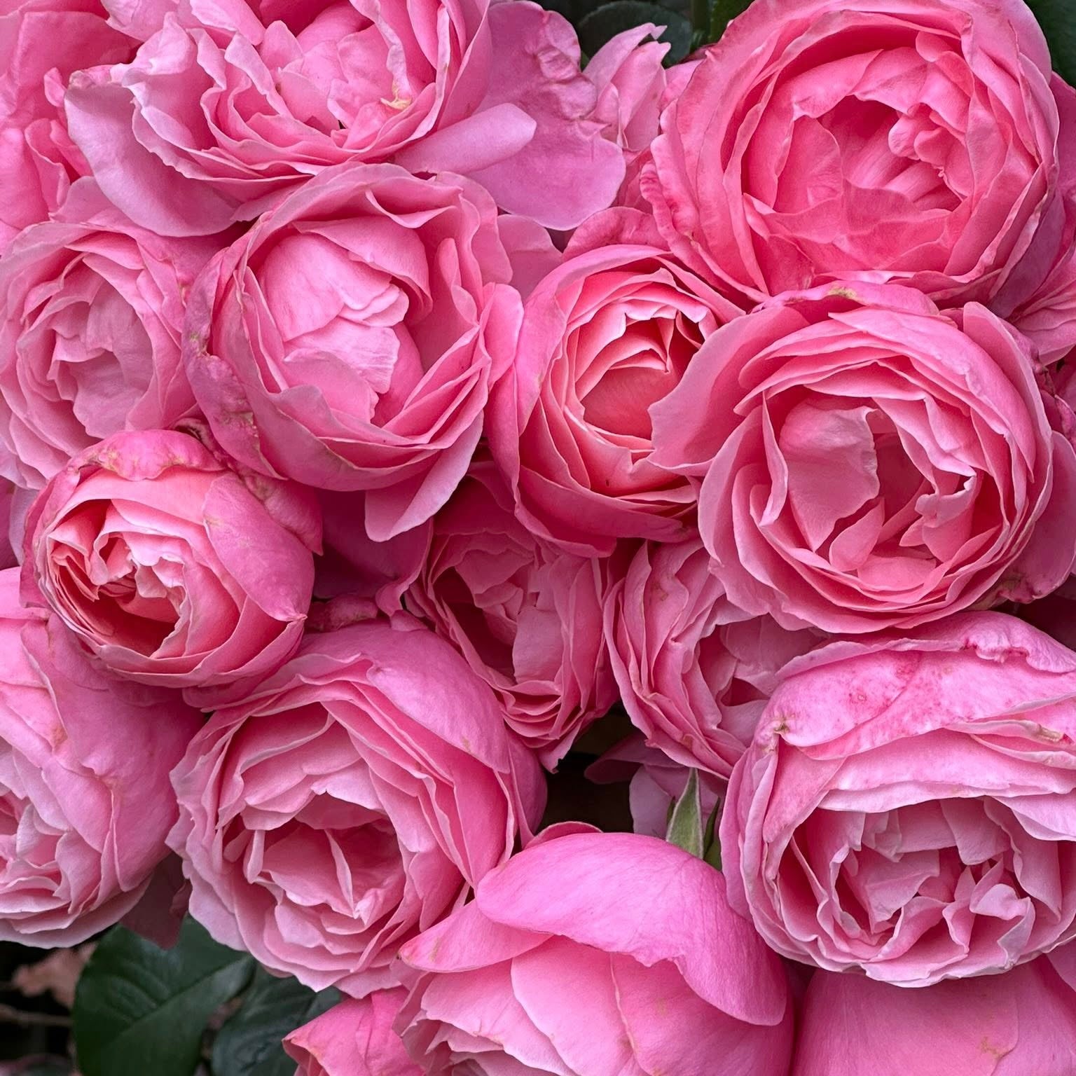 William P.J. McCarthy Bare Root Rose Bush