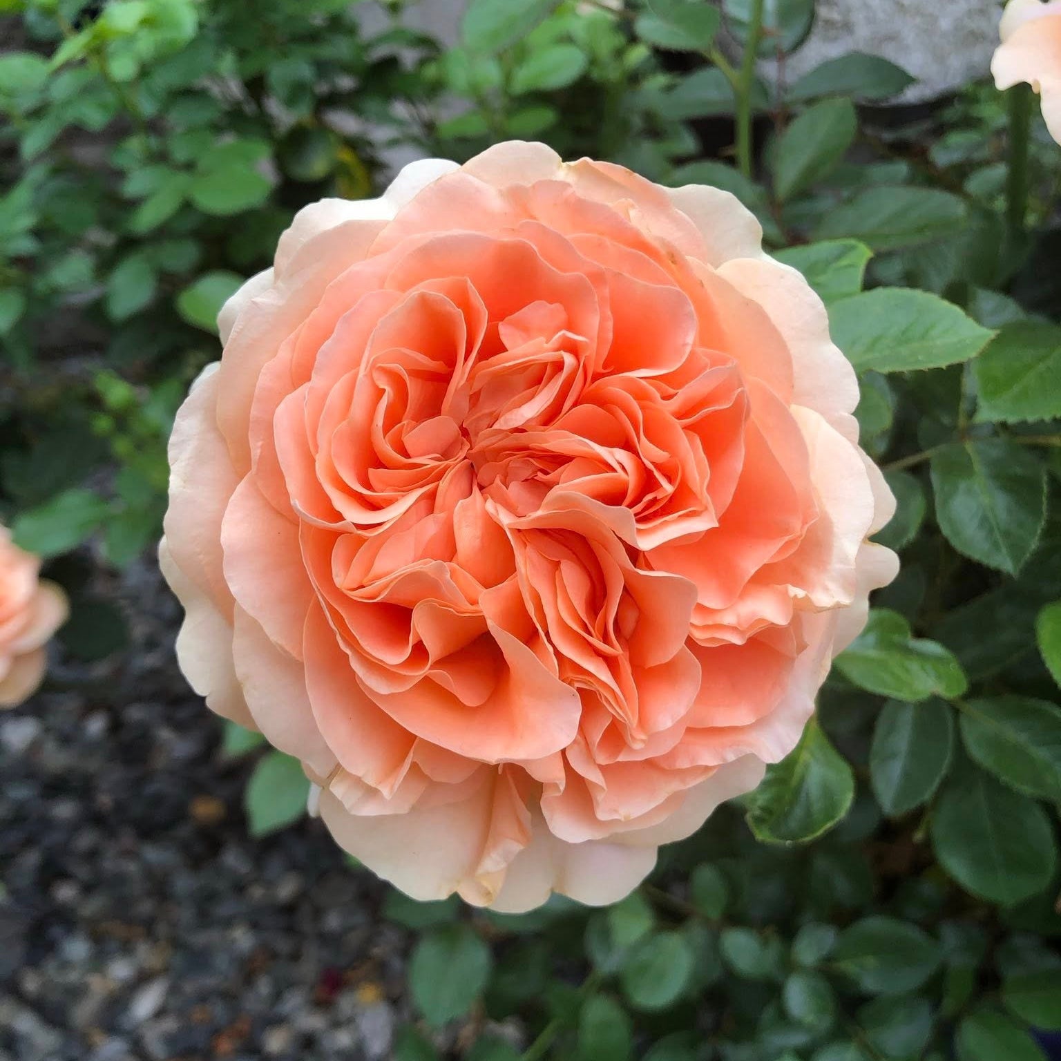 Double Ambre Bare Root Rose Bush