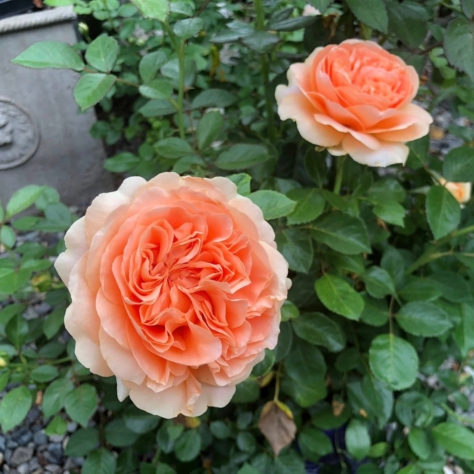 Double Ambre Bare Root Rose Bush