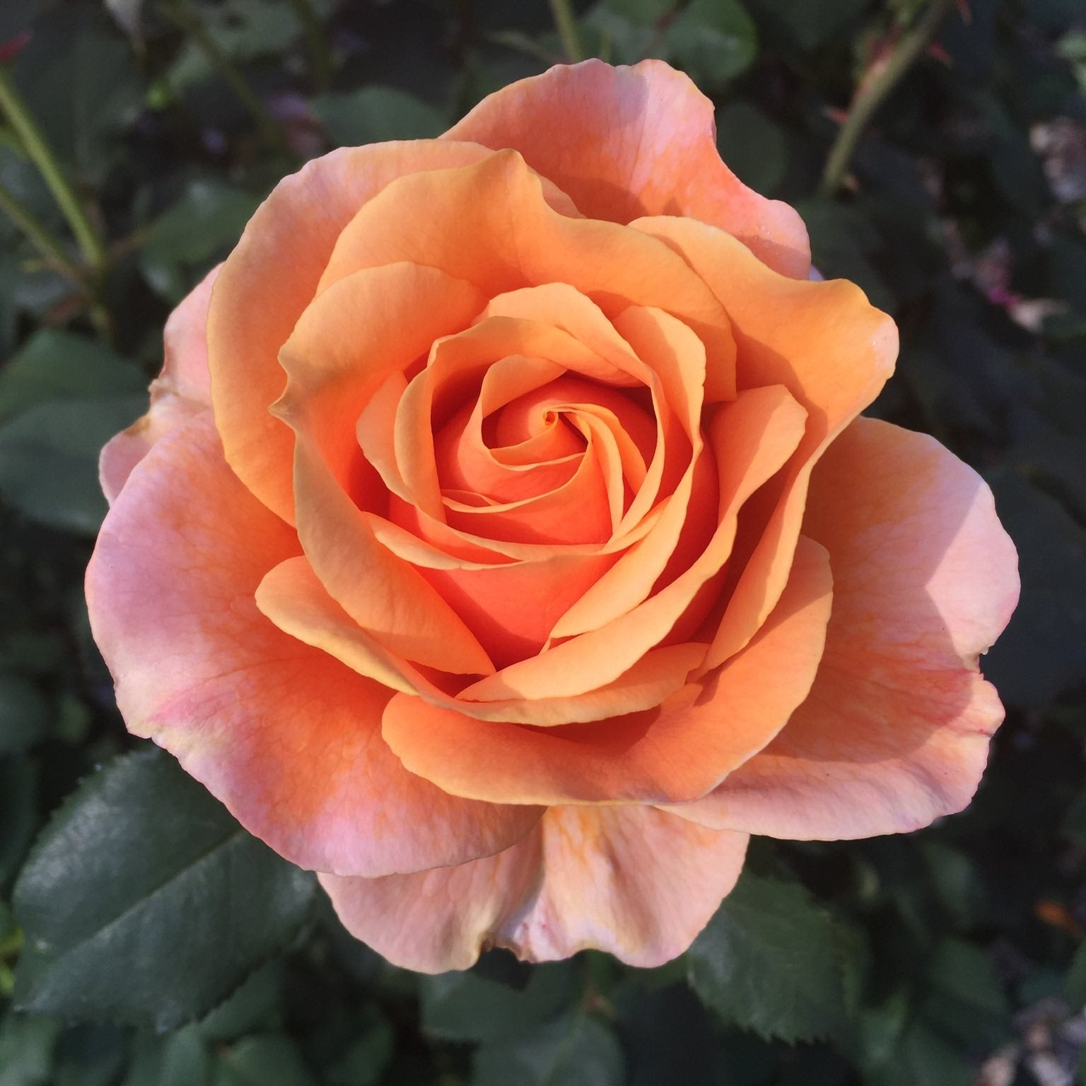 Catherine Hershey™ Bare Root Rose Bush
