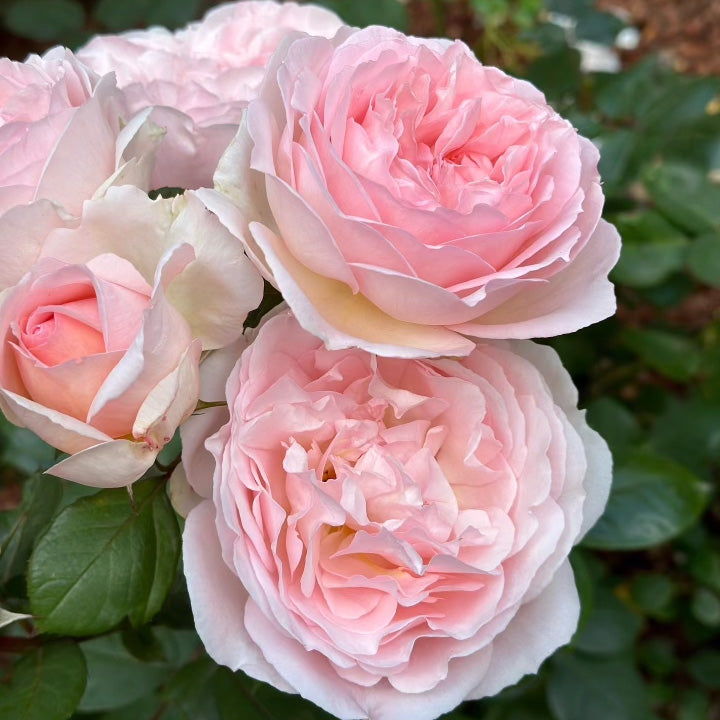 Parfuma® Bliss  Bare Root Rose Bush