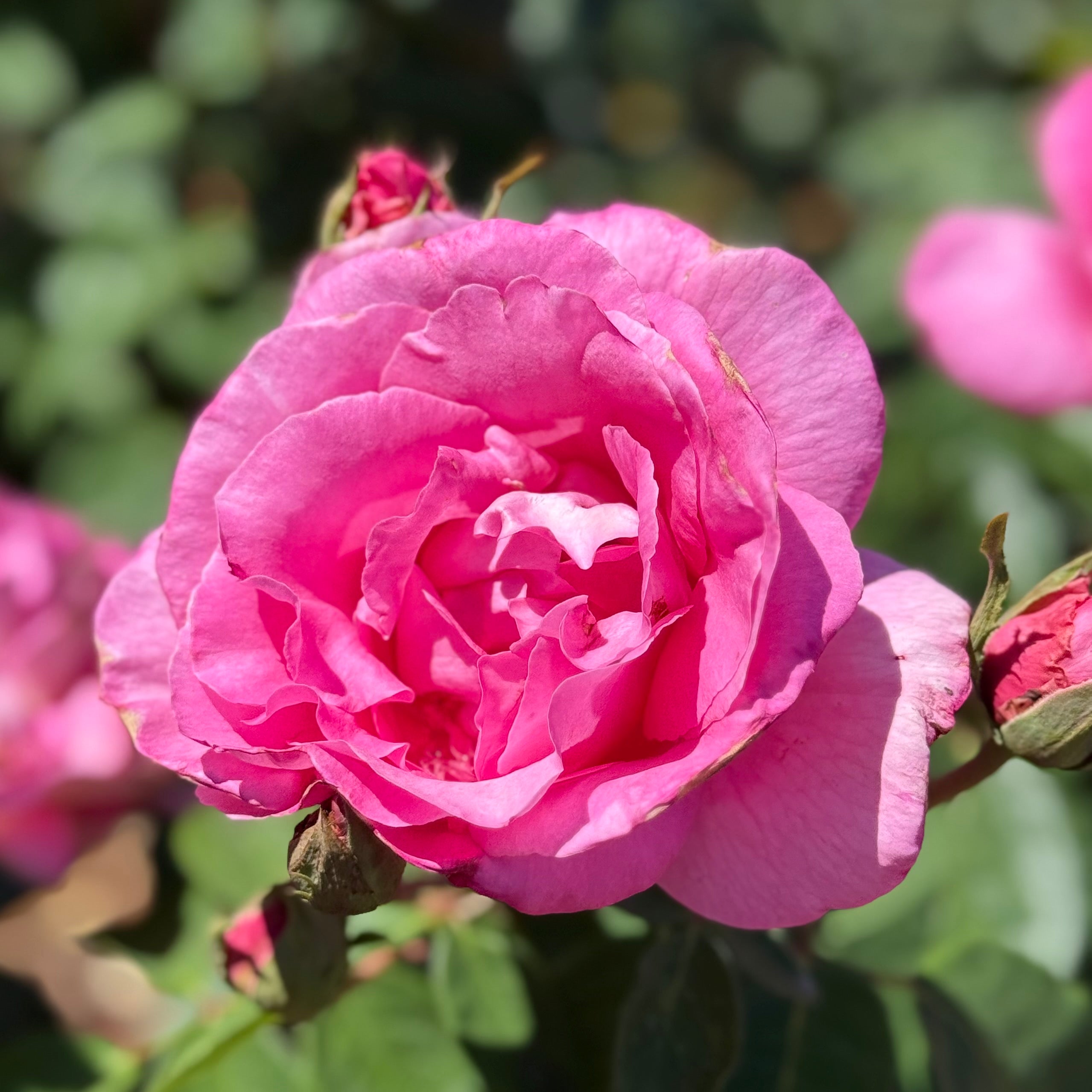 The McCartney Rose™ Potted Rose Bush