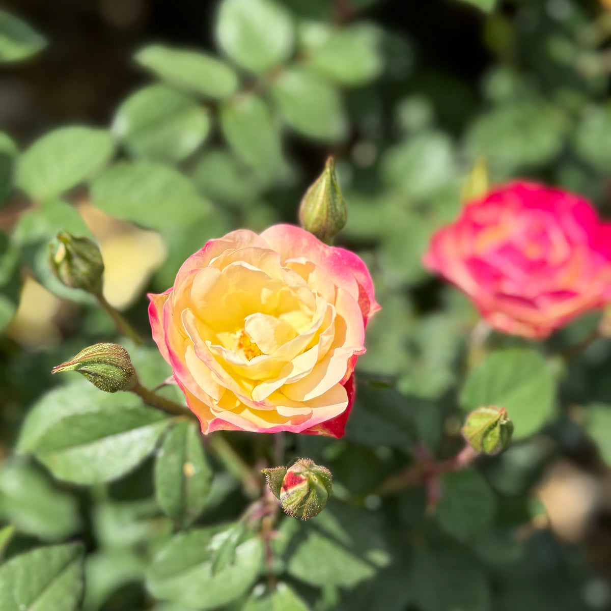 Enchanted Meadow™ Bare Root Rose Bush