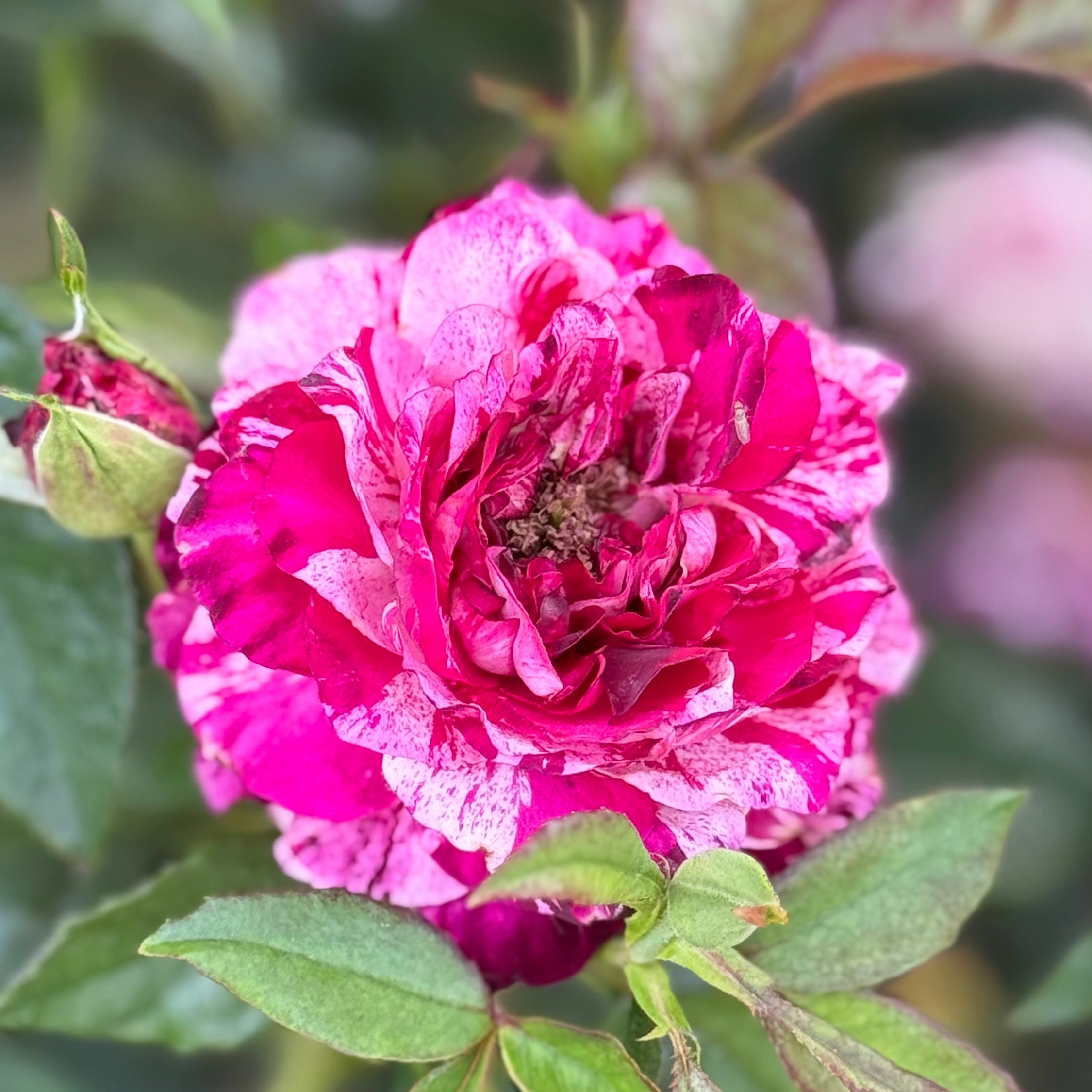 Purple Tiger Potted Rose Bush