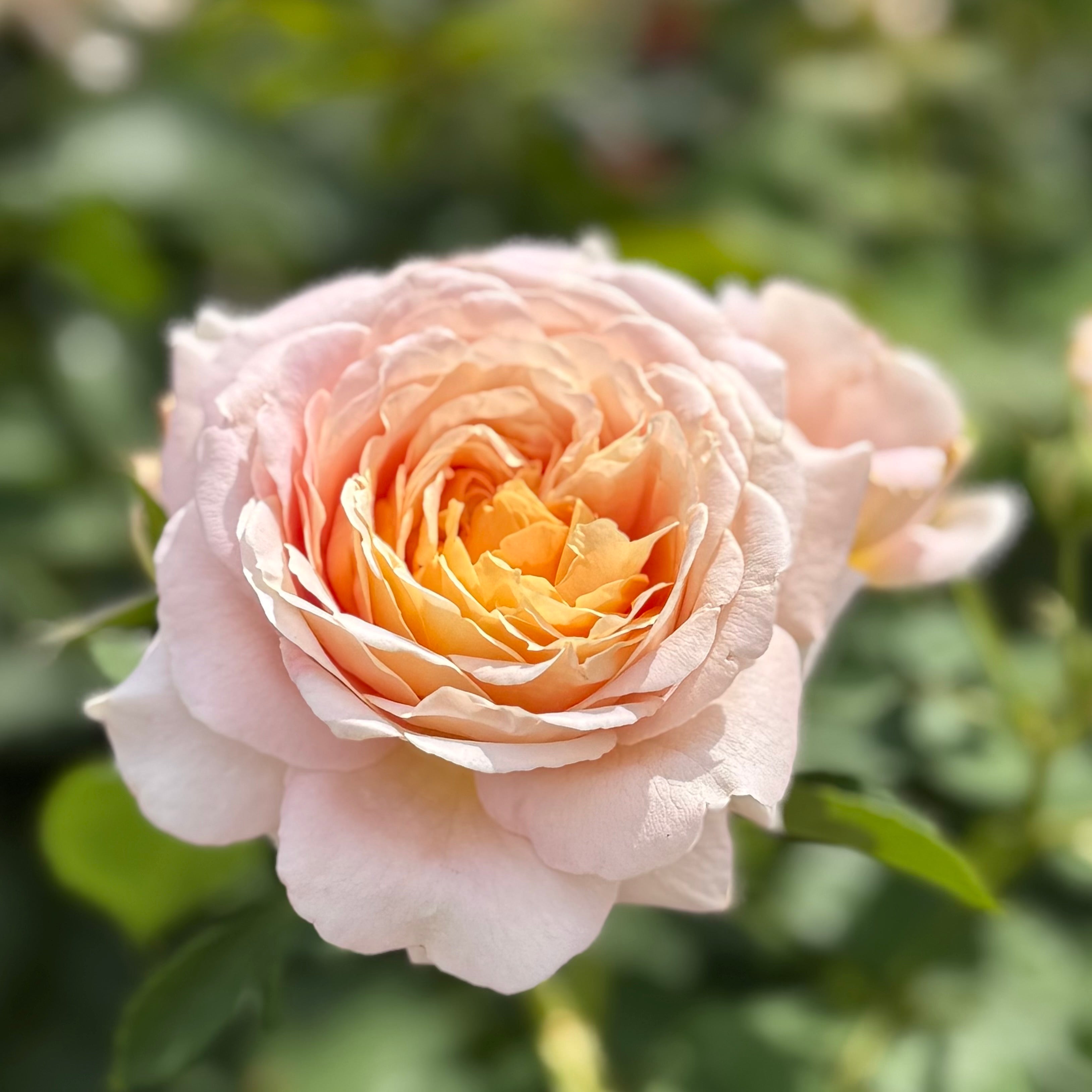 Fun in the Sun™ Potted Tree Rose