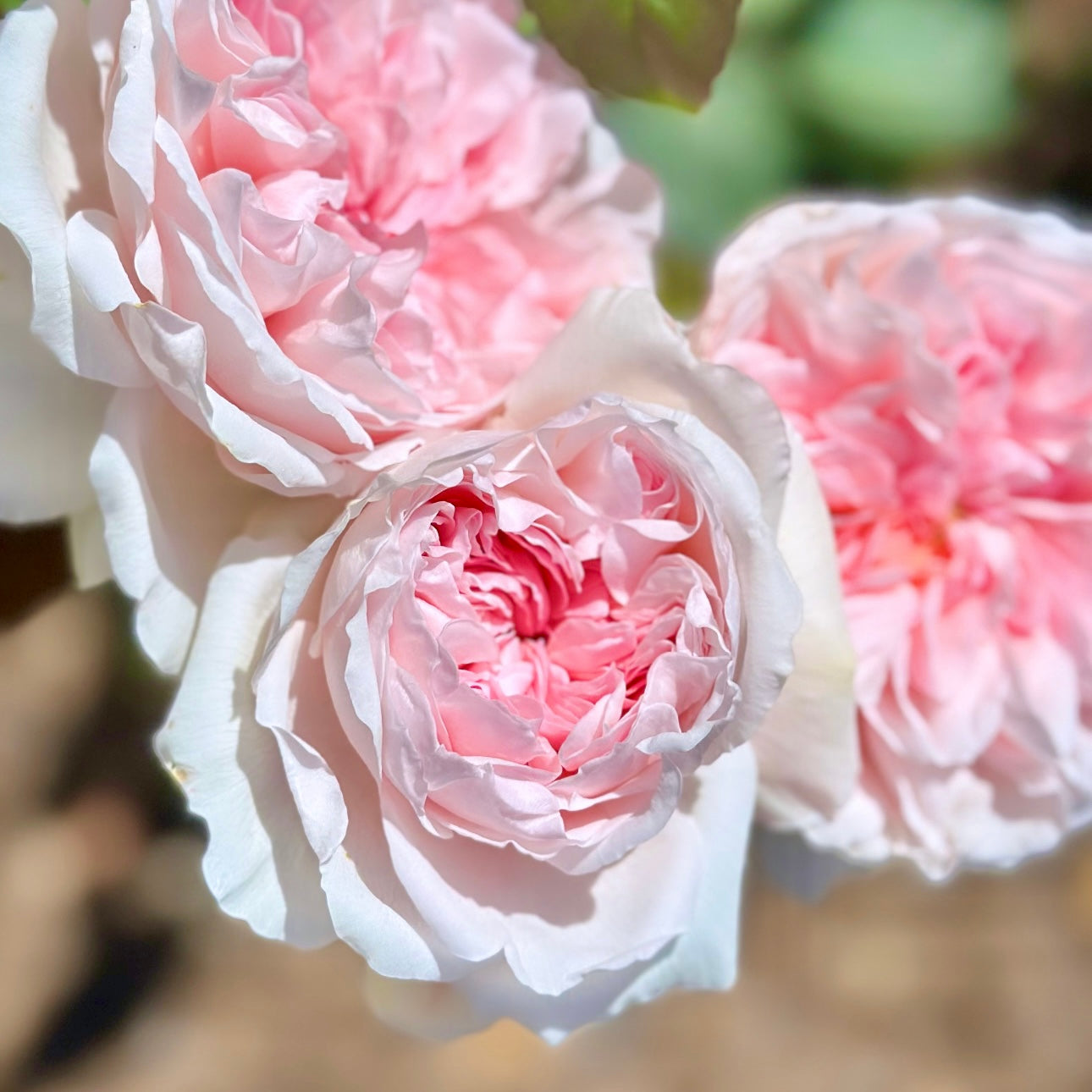 Tranquility™ by Clements Potted Rose Bush