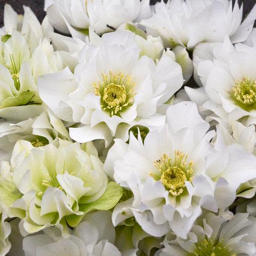 Helleborus 'Wedding Party Mix'  Potted Lenten Rose Plant