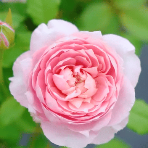 Taoran Potted Rose Bush
