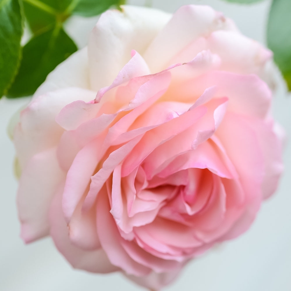 Eden Climber®   Bare Root Climbing Rose