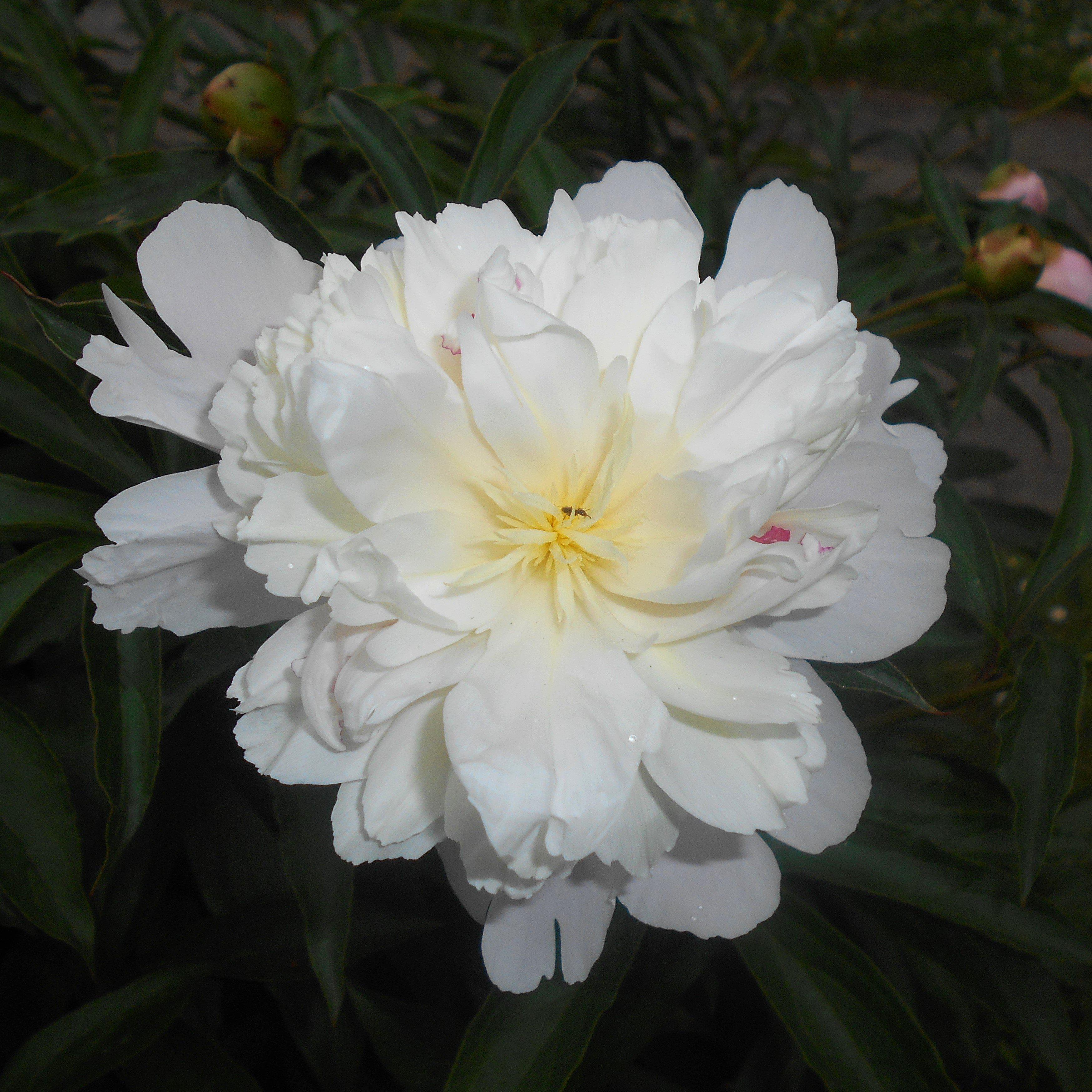 Peony 'Duchesse de Nemours'  Potted  Peony Plant