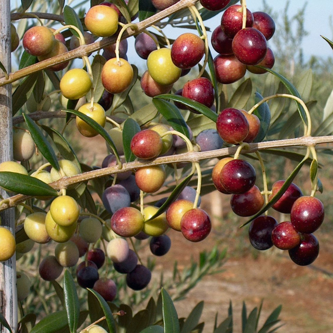 OLIVE TREE - Arbequina Potted Olive Tree